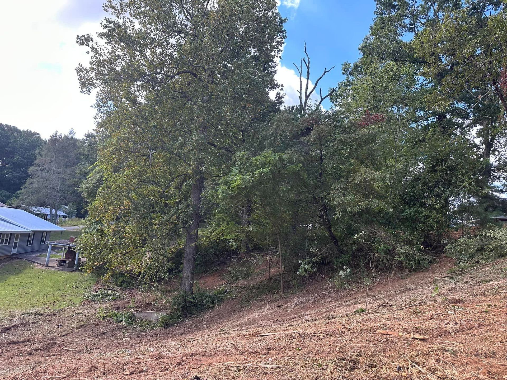 A lot of trees are growing in the middle of a dirt field.