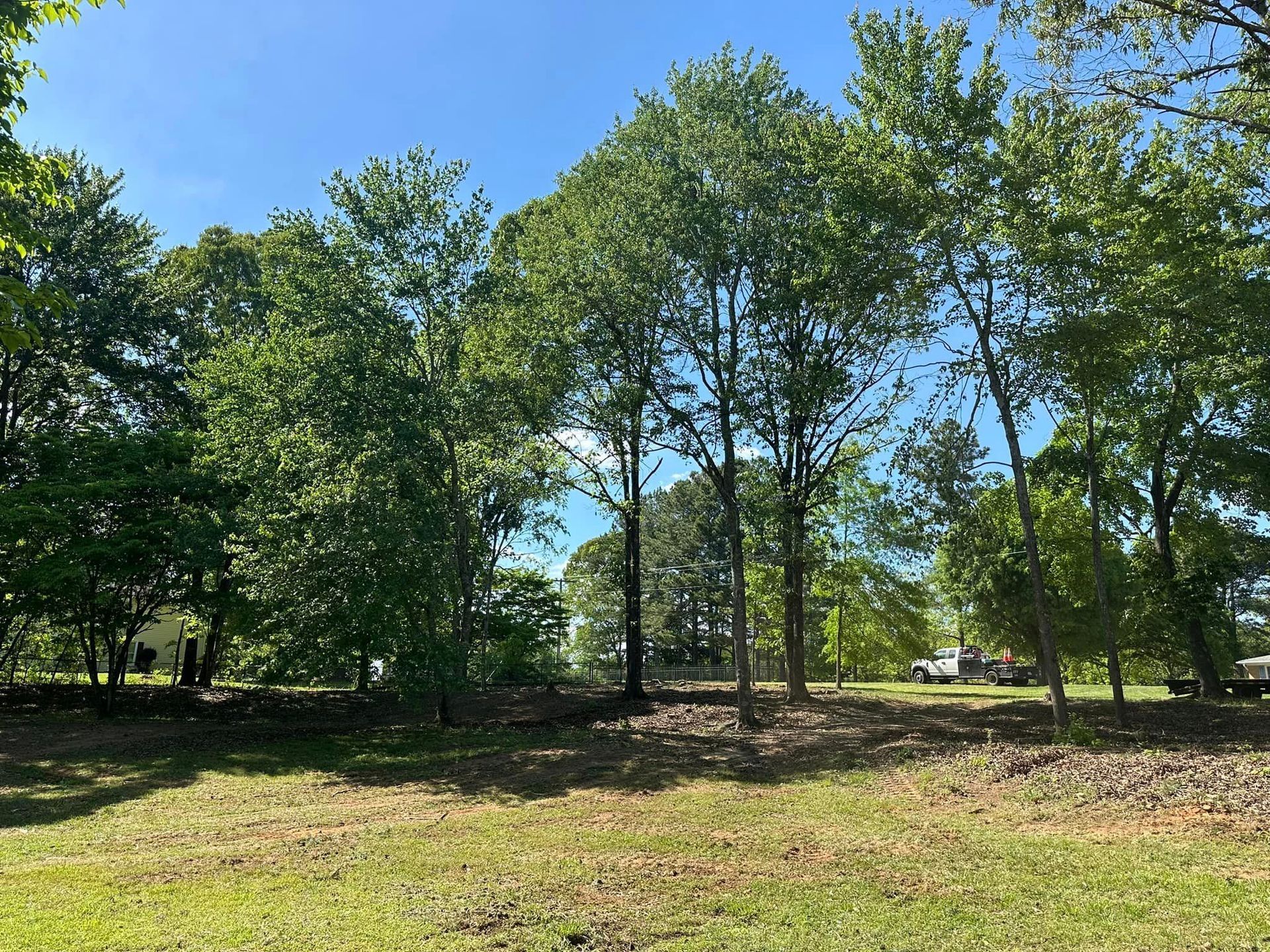 A row of trees in a grassy field with a blue sky in the background.