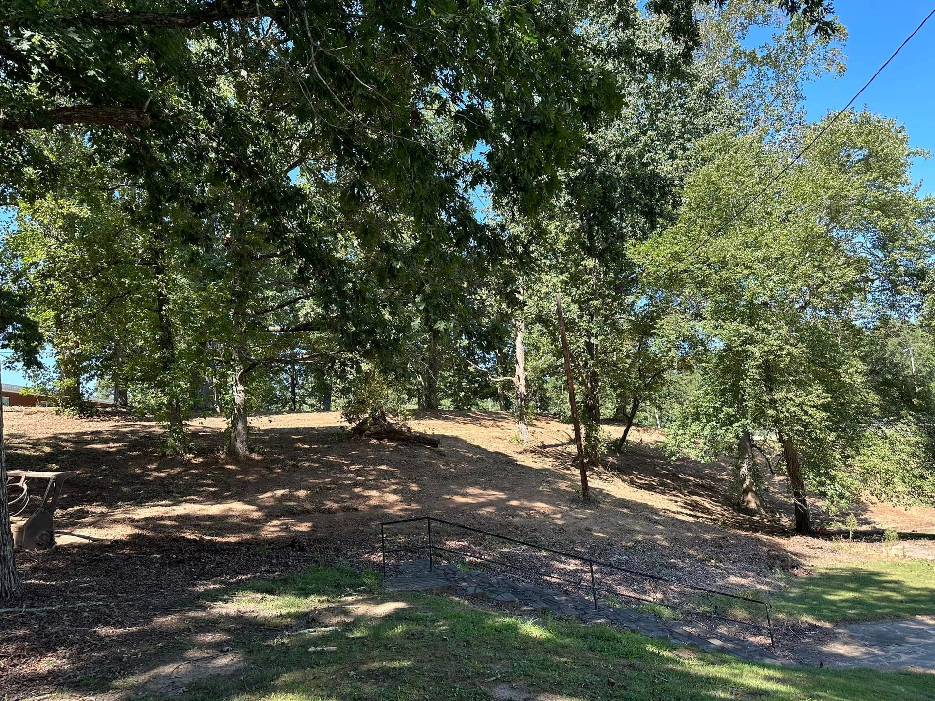 A lush green forest with trees and grass on a hillside.