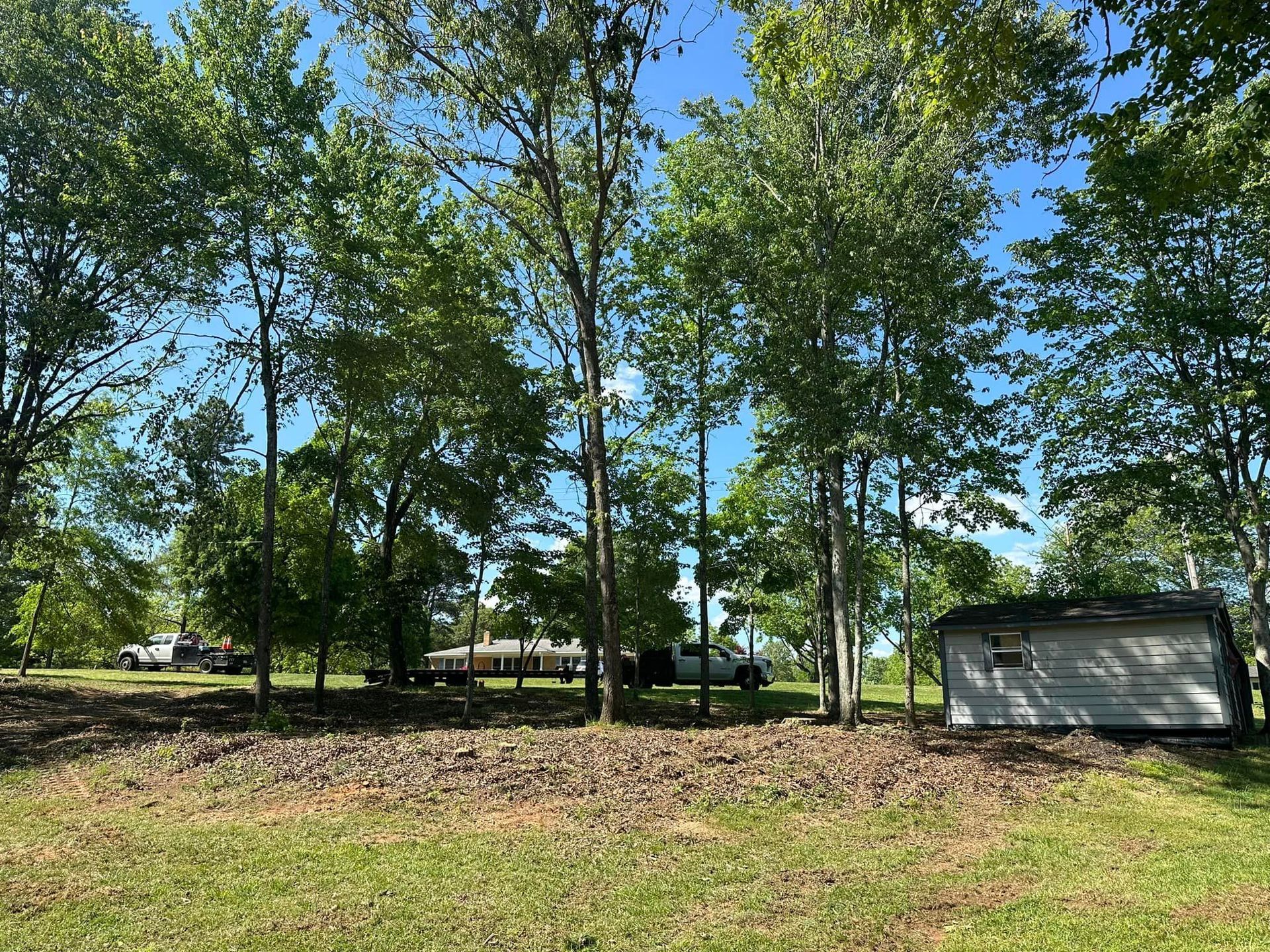 A row of trees in a grassy field with a shed in the background.