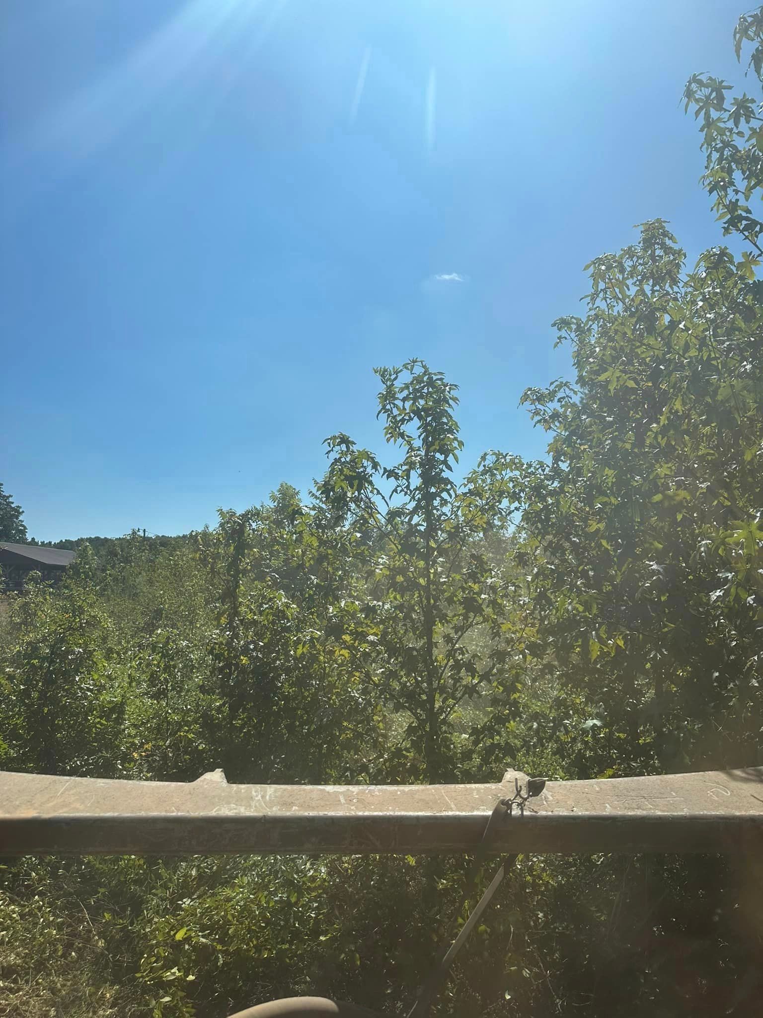 A fence with trees in the background and a blue sky