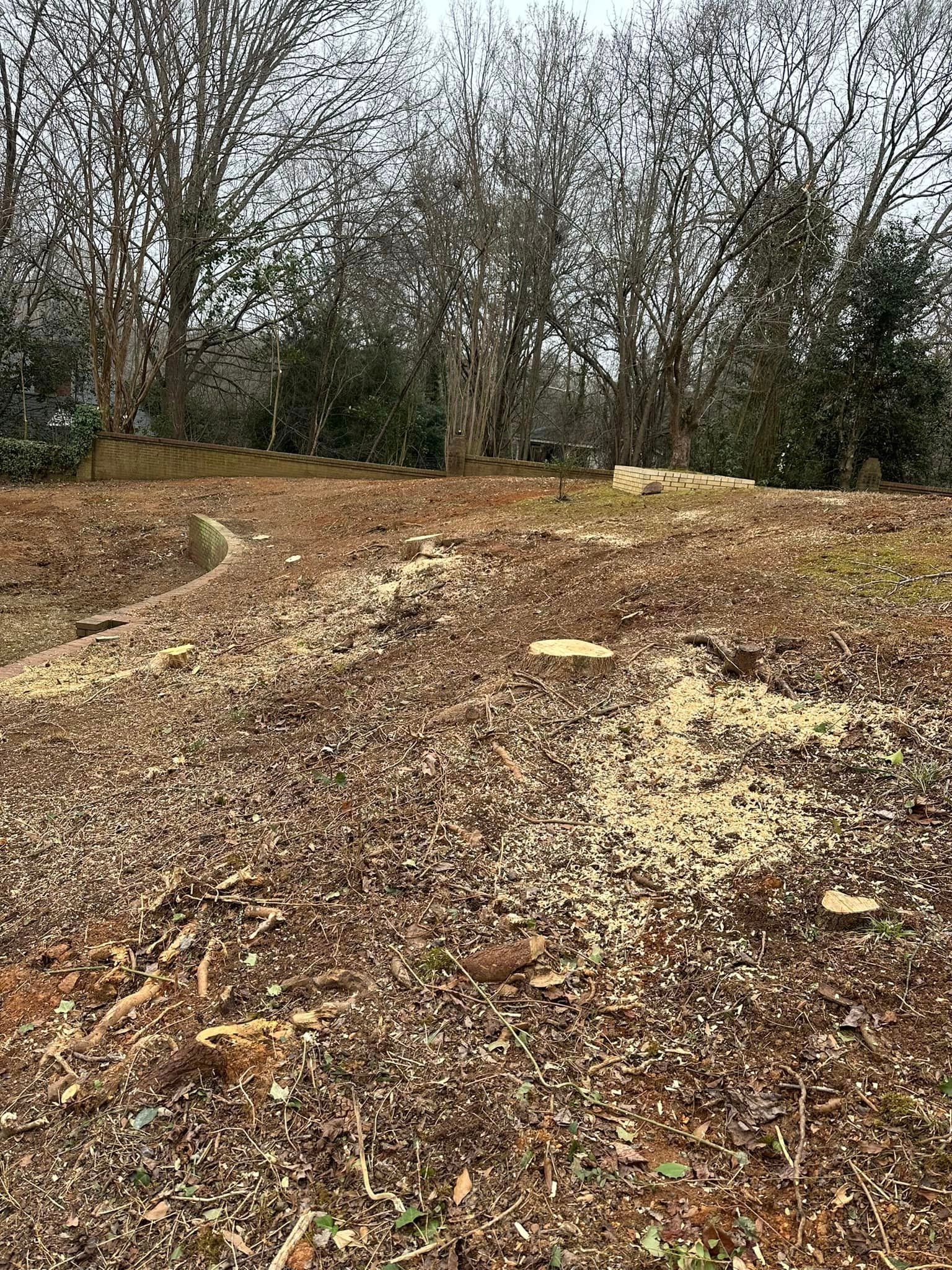There is a lot of leaves on the ground and trees in the background.