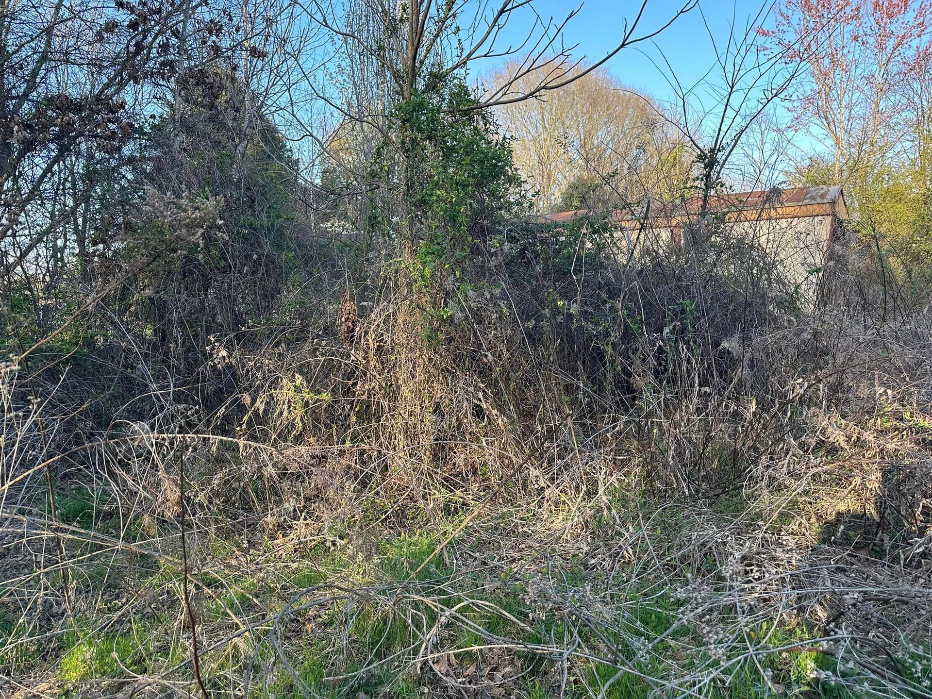 A lush green field with trees and bushes and a house in the background.