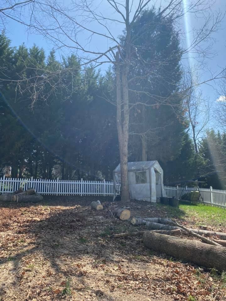 A white shed is sitting in the middle of a yard next to a tree.