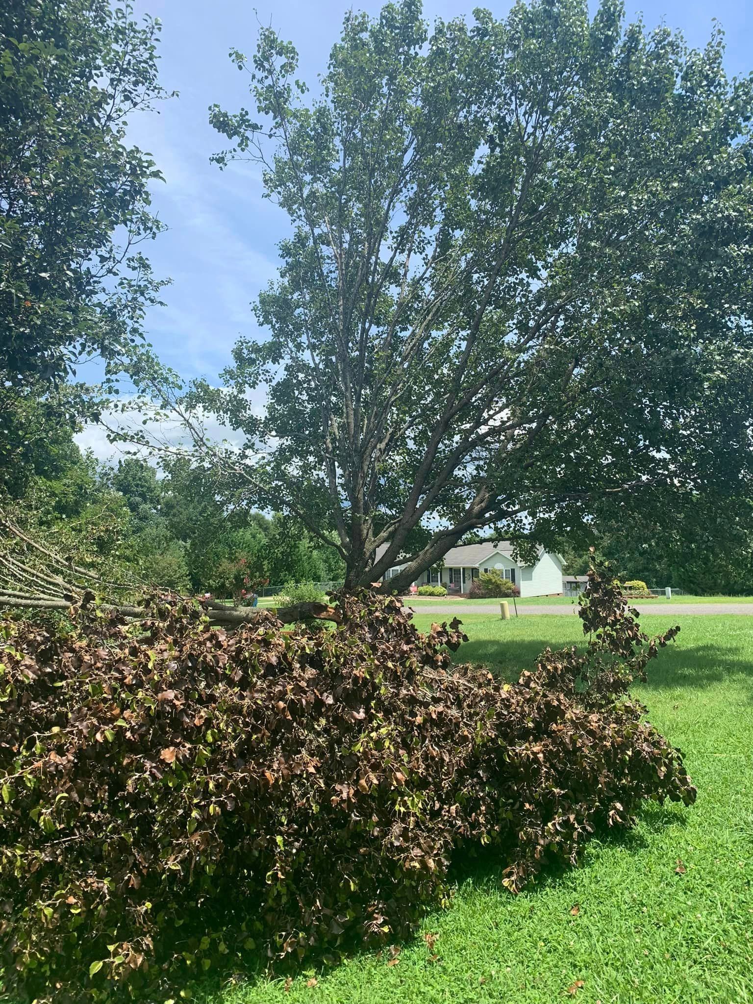A fallen tree in a grassy field with a house in the background.