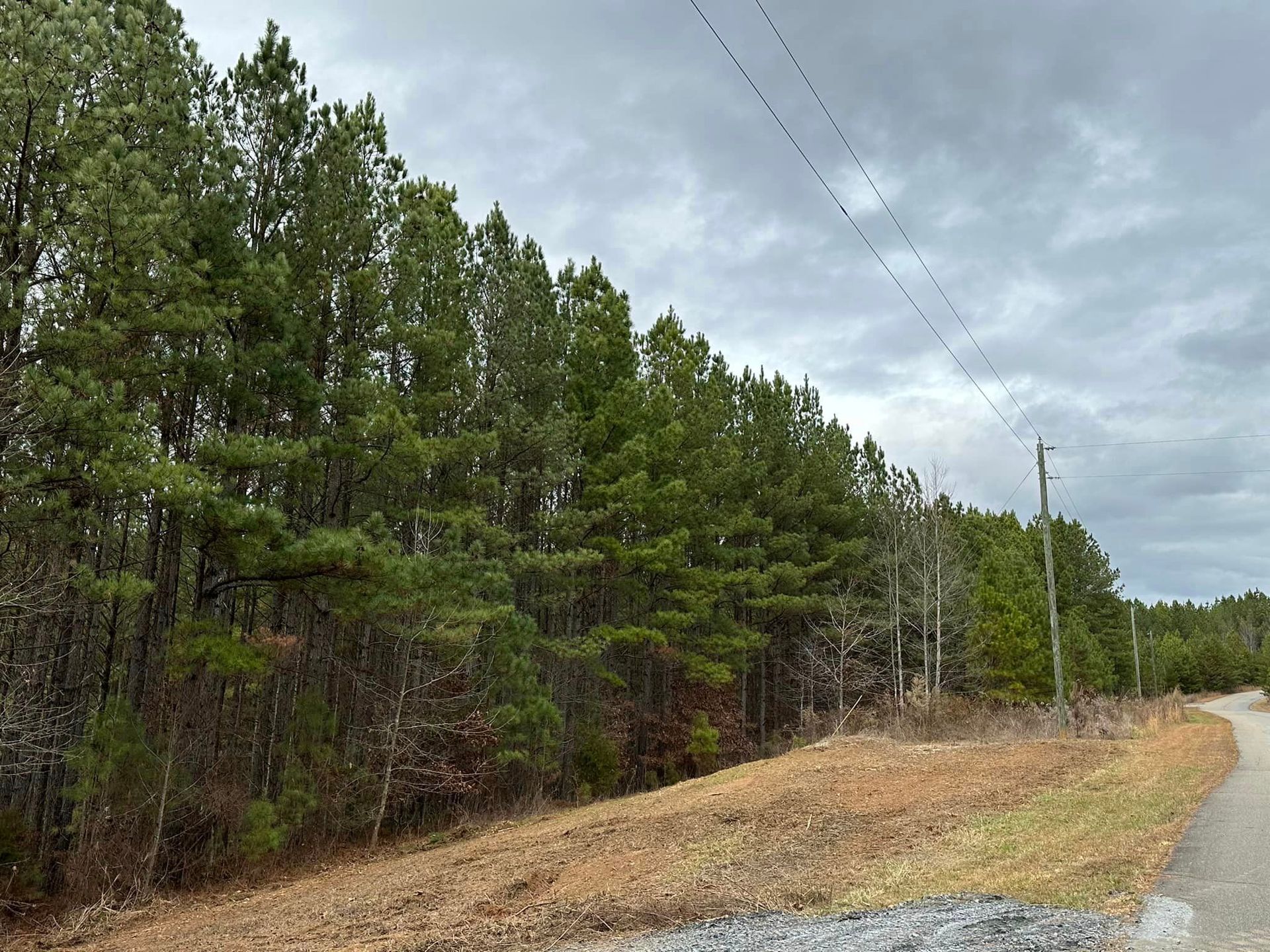 A row of trees along the side of a road.