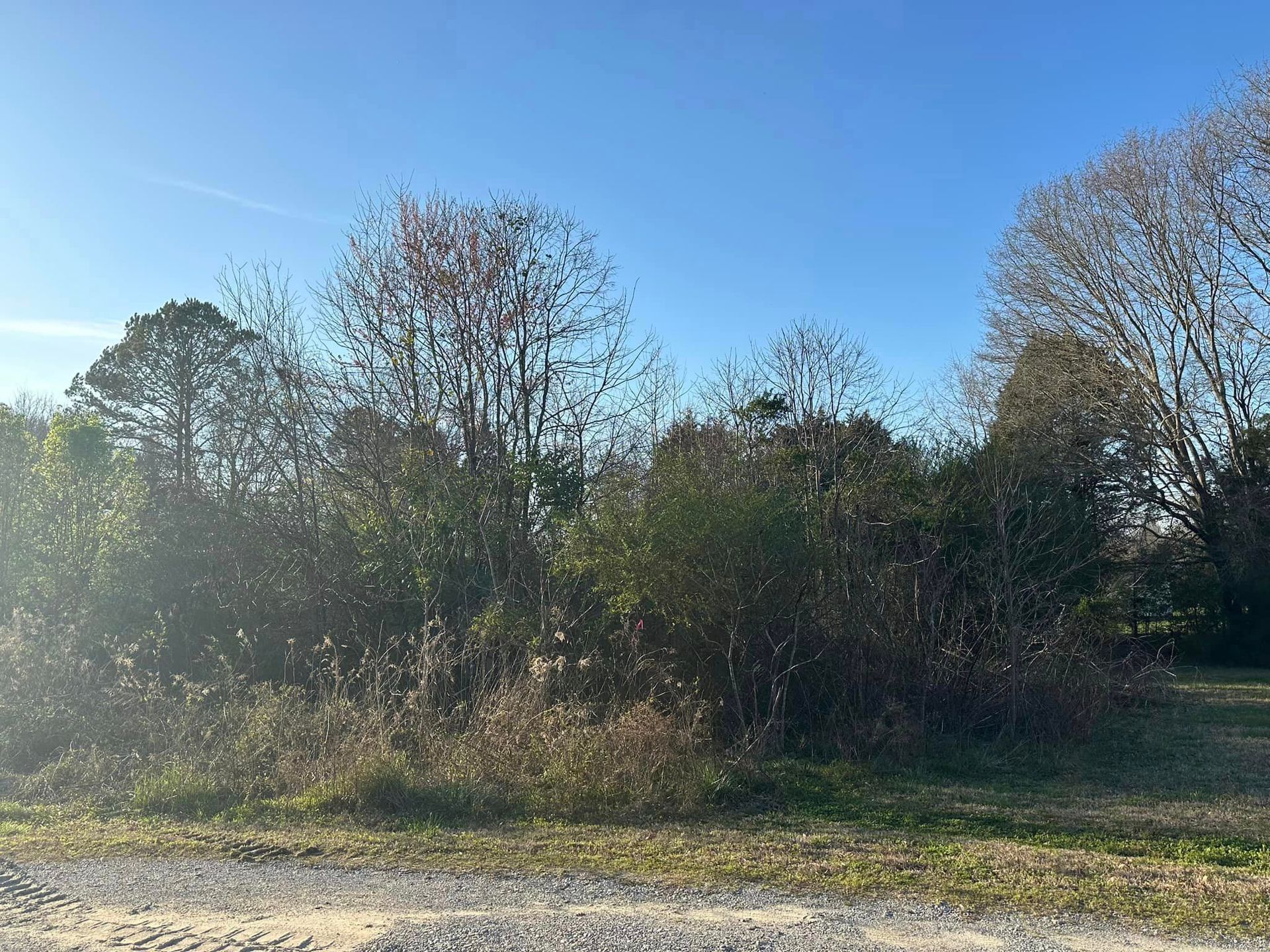 There are trees in the background and a blue sky in the background.