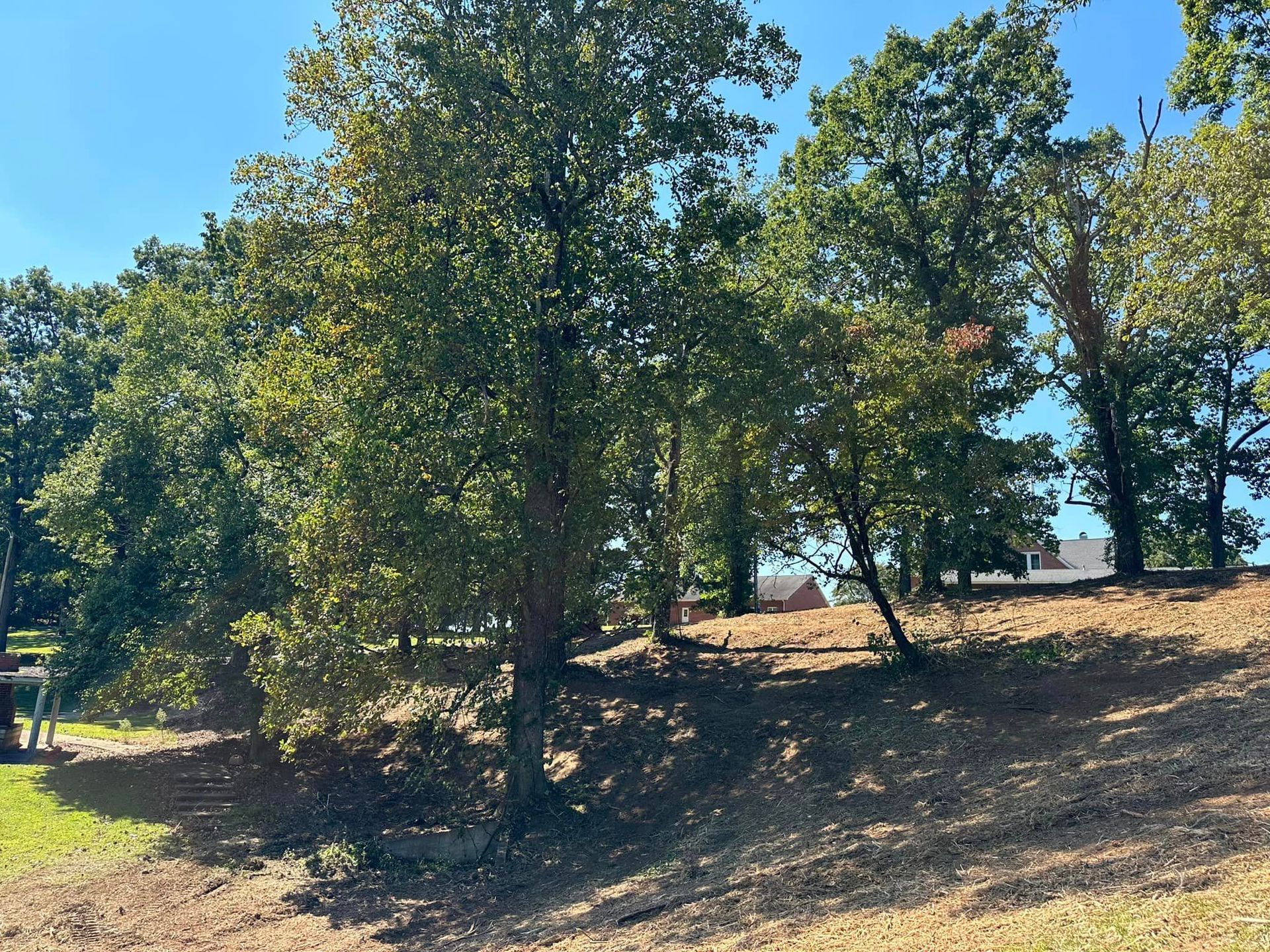A row of trees sitting on top of a grassy hill.