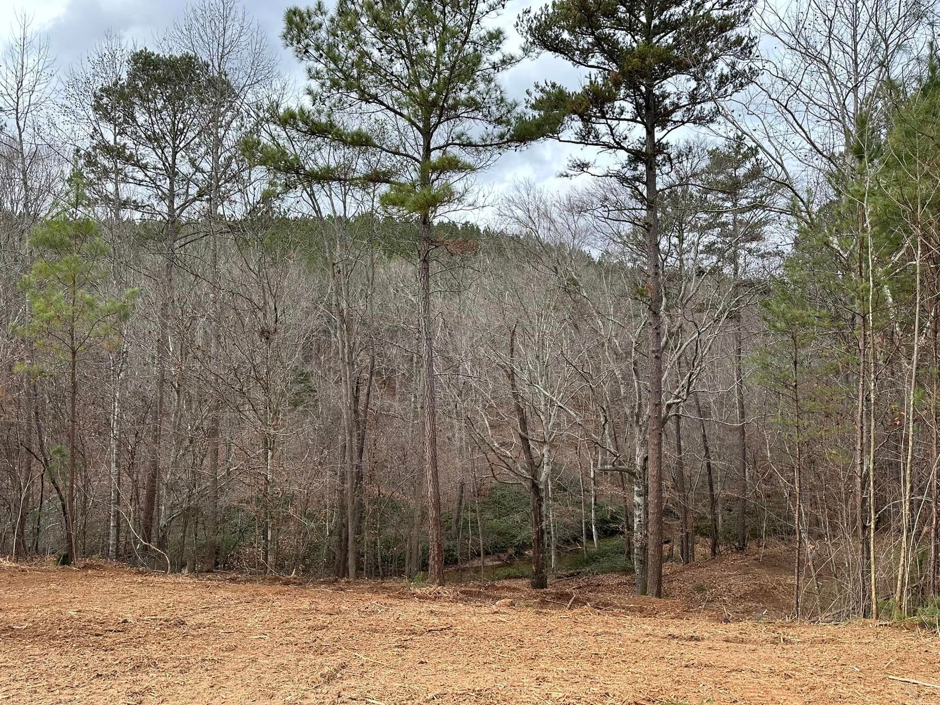 A row of trees without leaves in a forest.