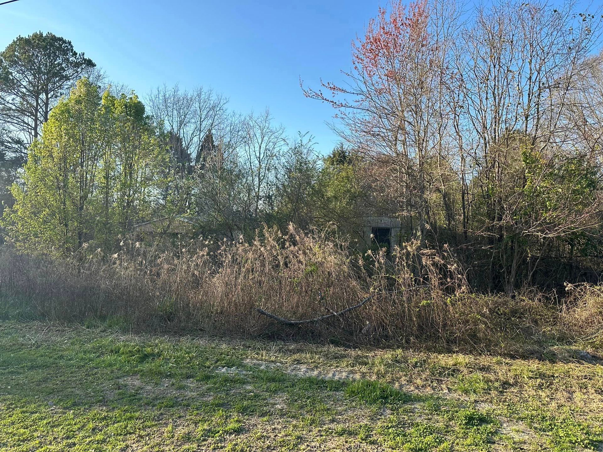 A lush green field surrounded by trees and bushes on a sunny day.