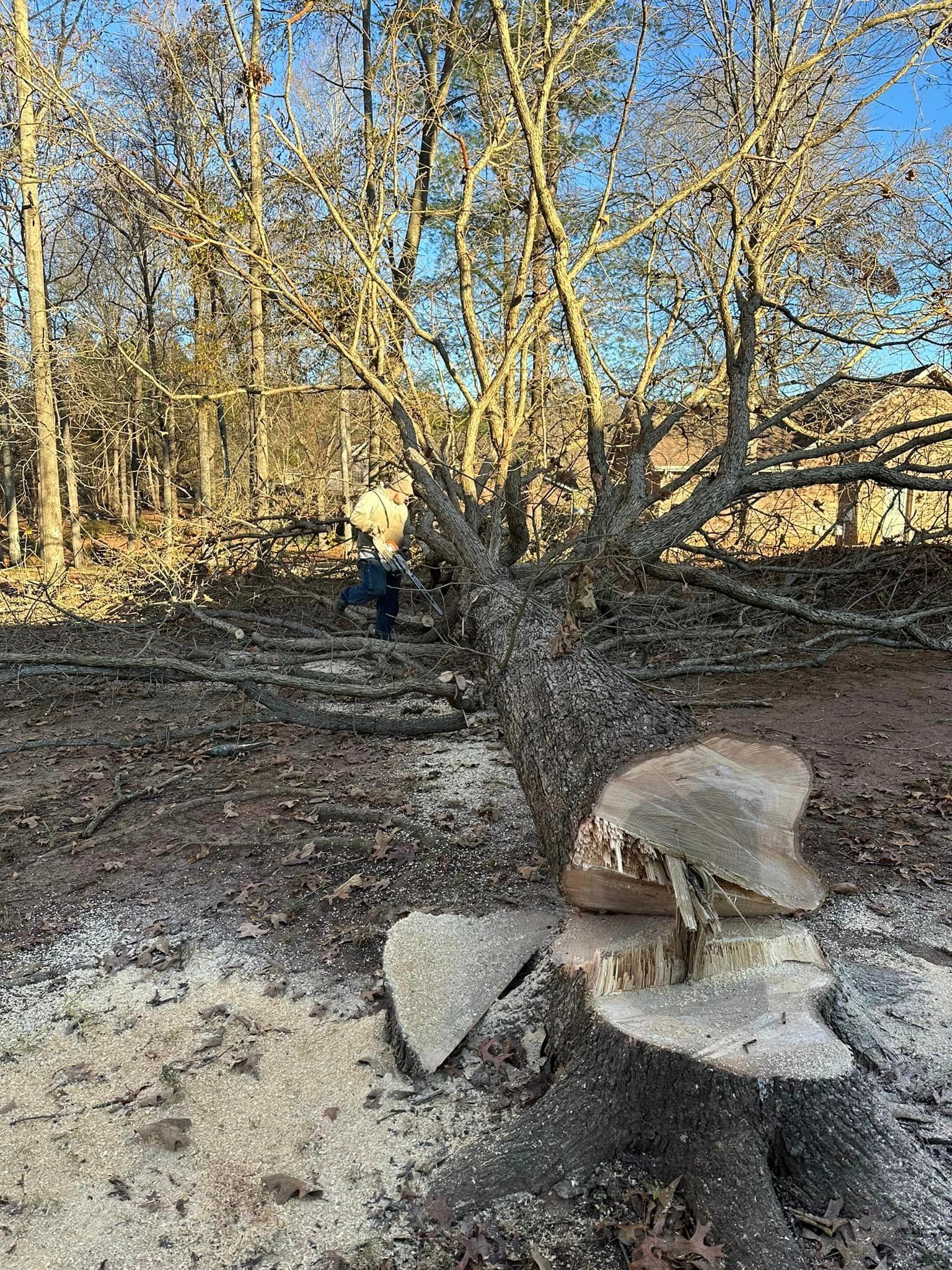 A tree stump is sitting in the middle of a forest.