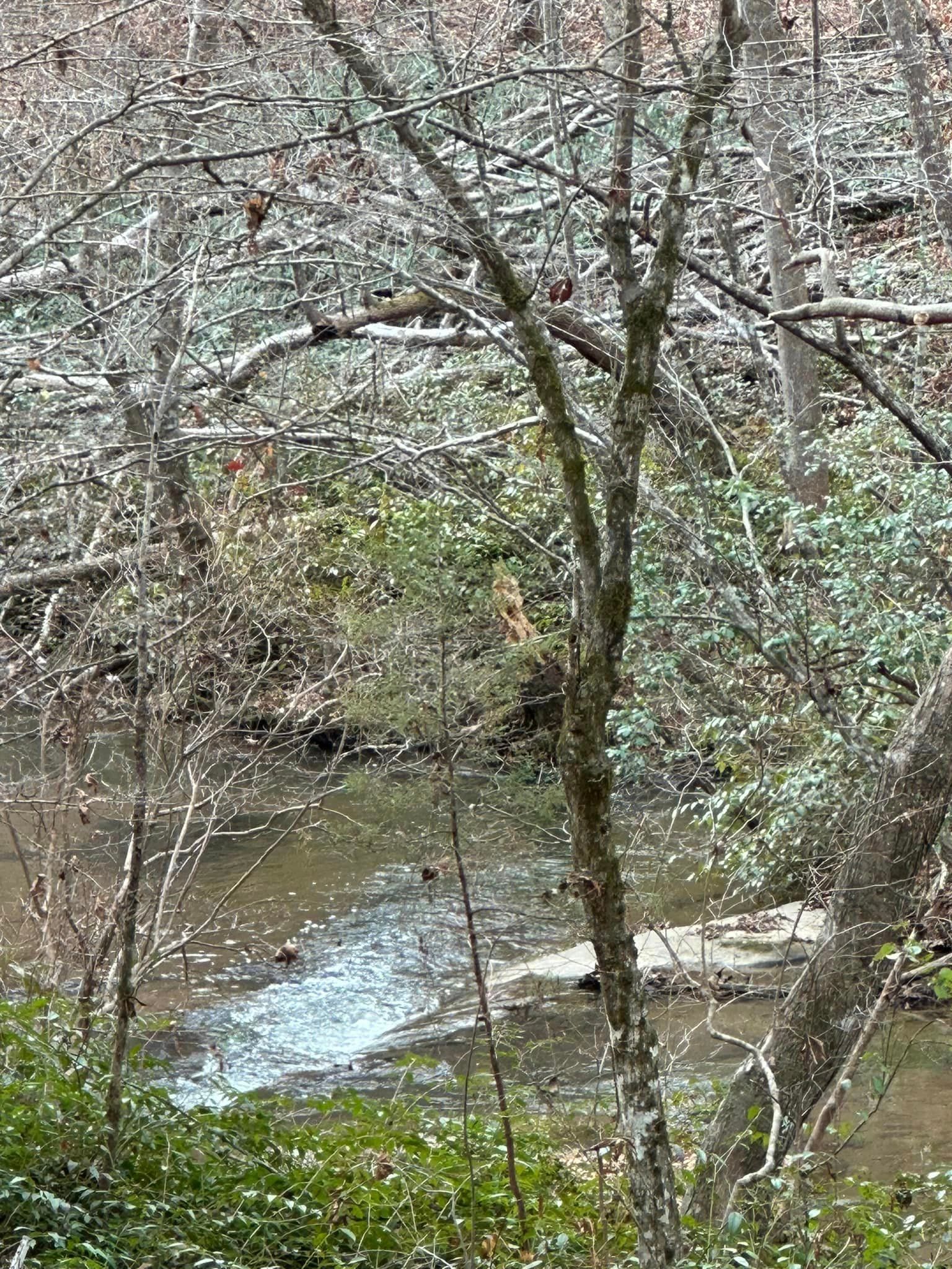 A small stream in the middle of a forest surrounded by trees.