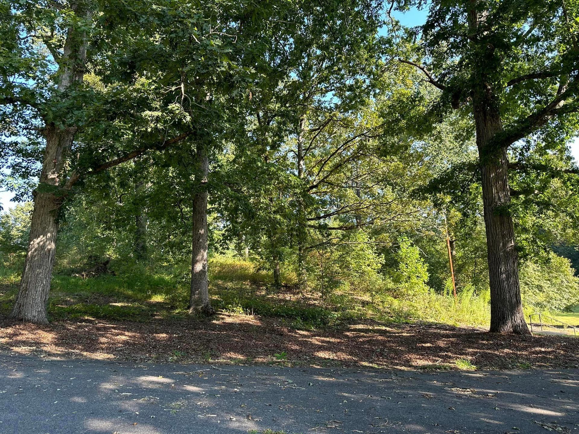 A row of trees along the side of a road.