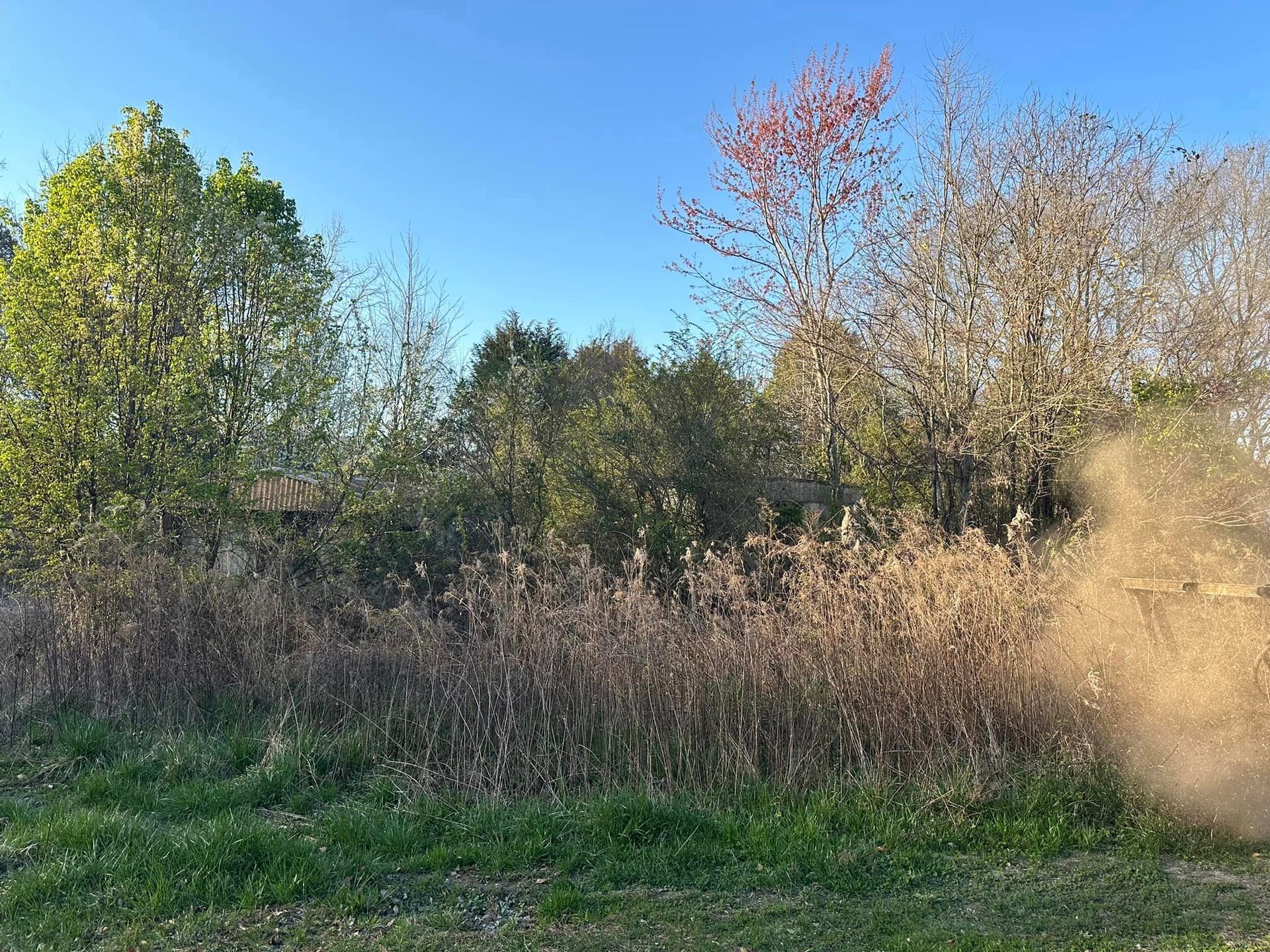 A field of tall grass and trees with a blue sky in the background.
