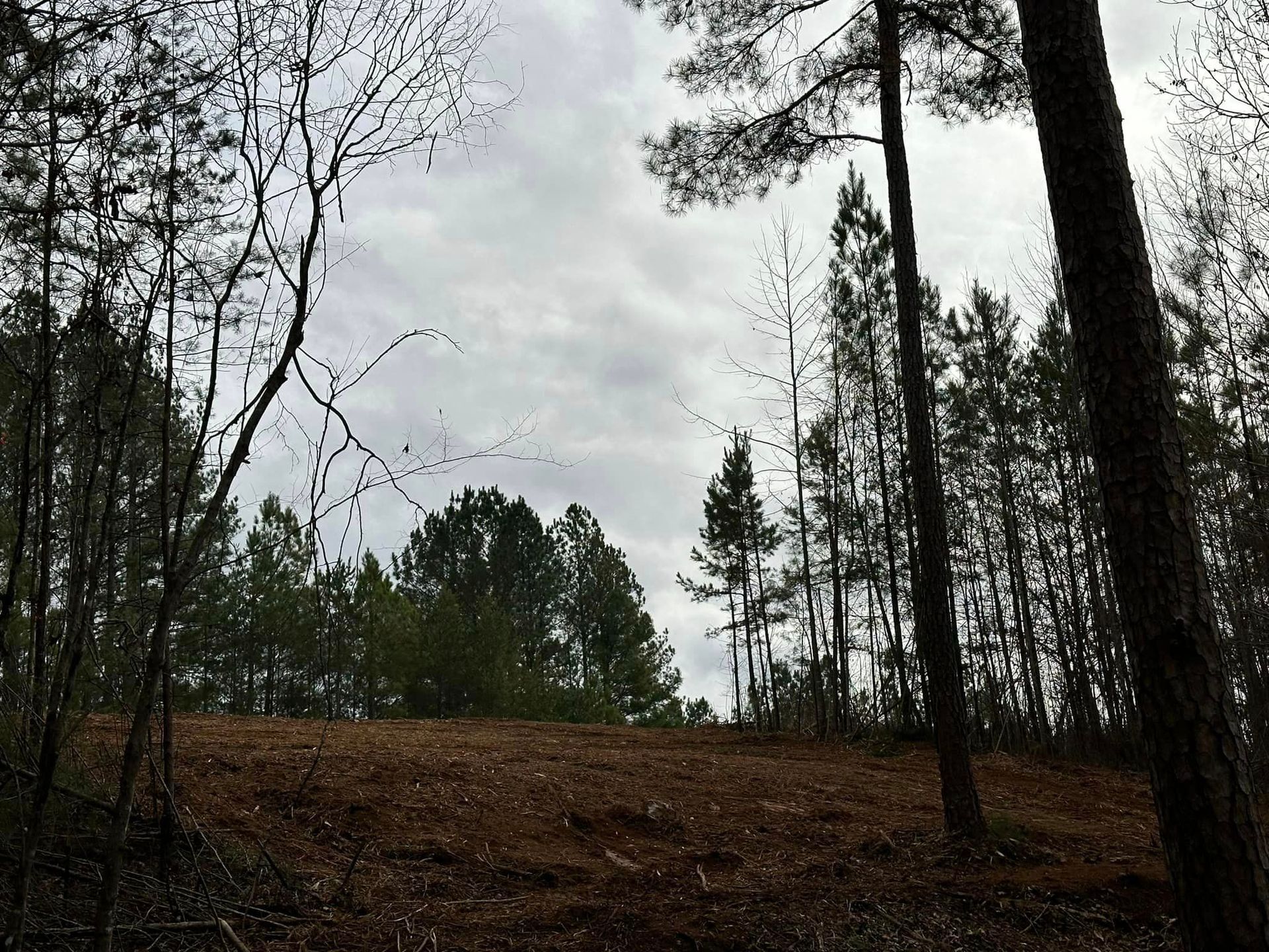 A silhouette of trees in a forest with a cloudy sky in the background.