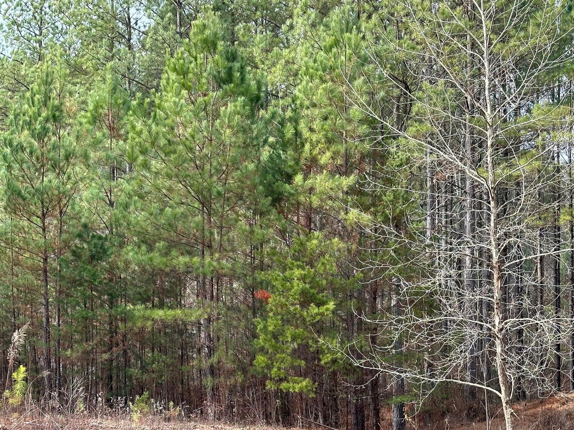 A dense forest with lots of trees and branches