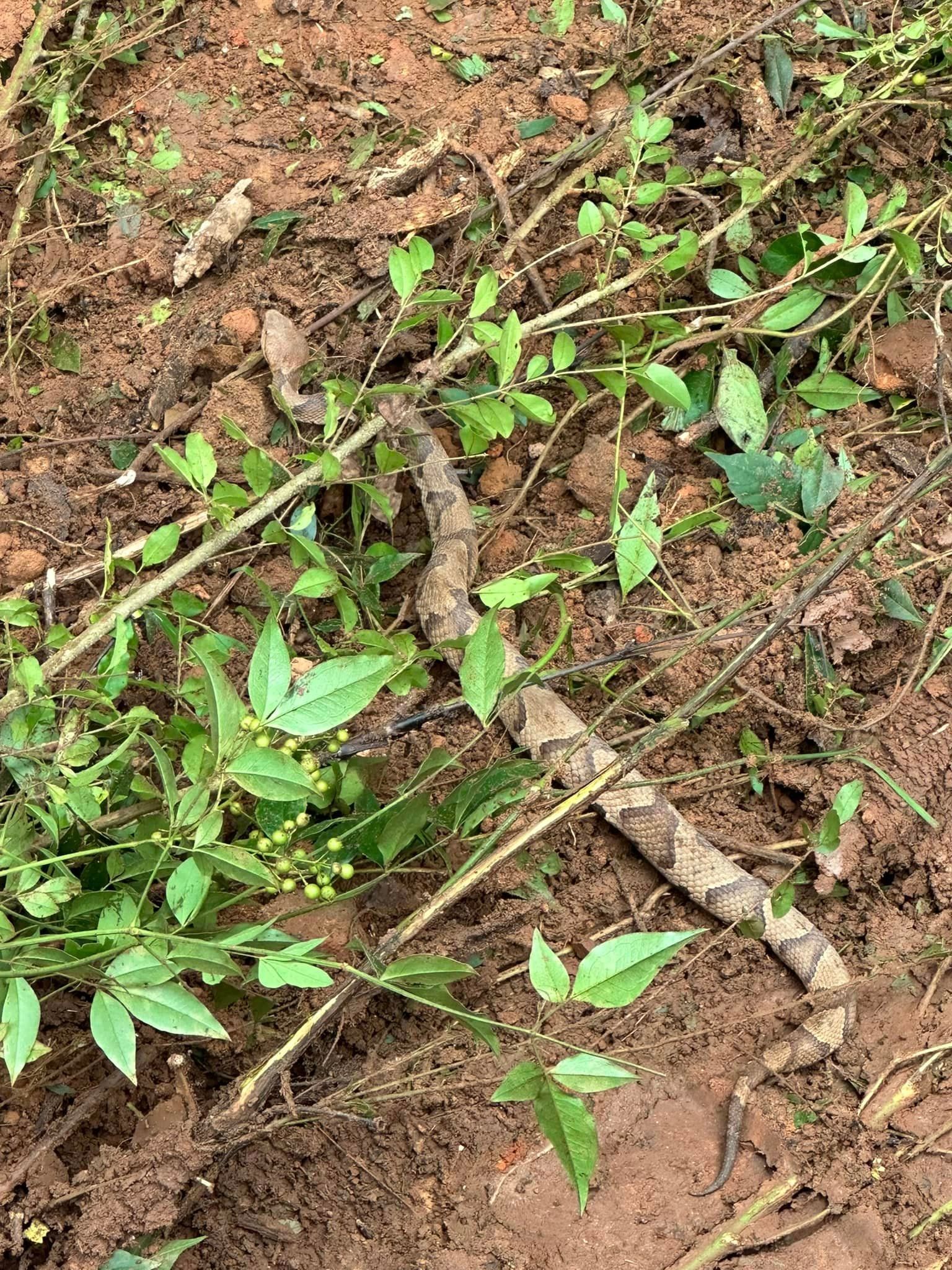 A bunch of branches and leaves are laying on the ground.