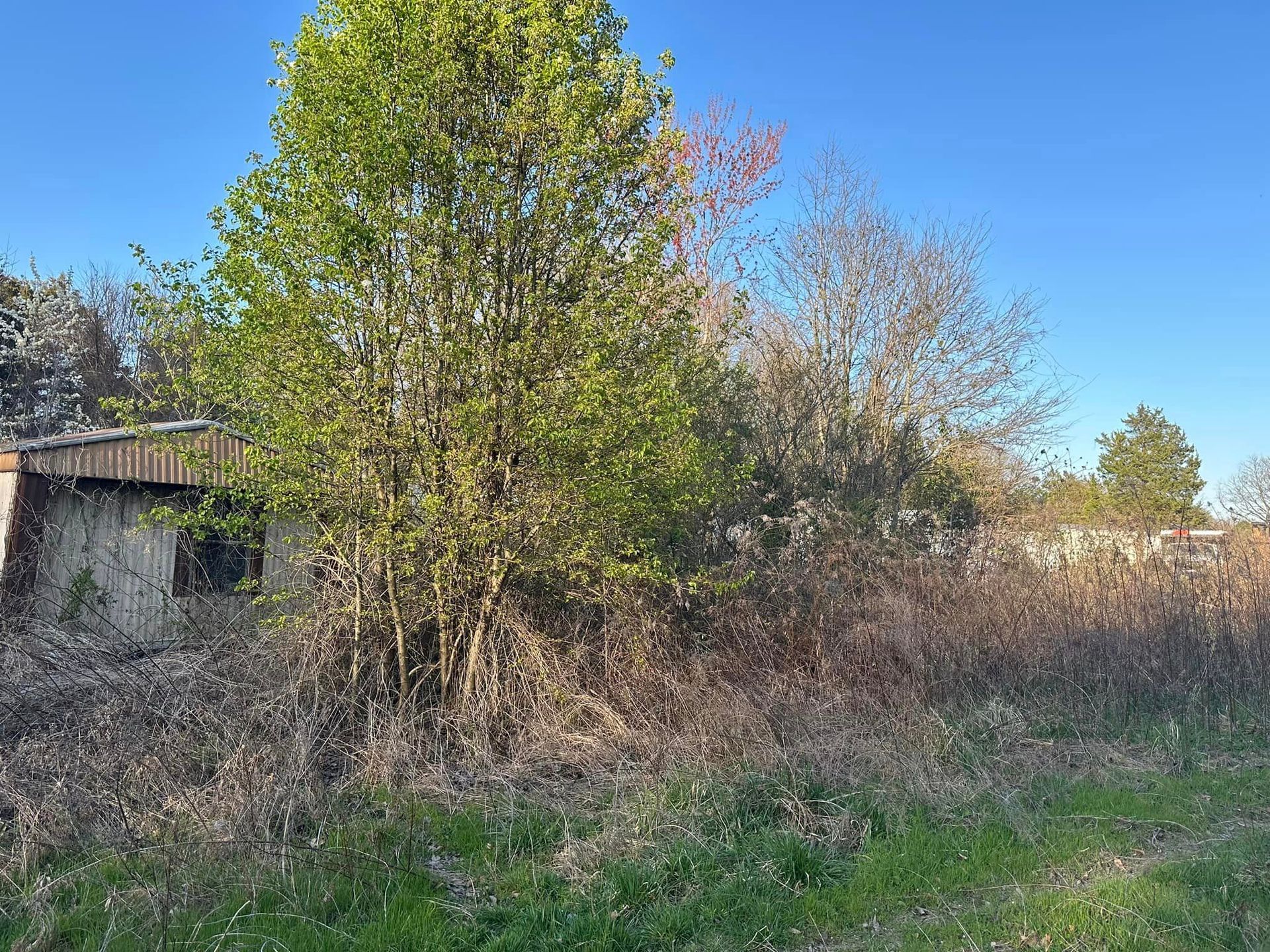 There is a tree in the middle of a field.