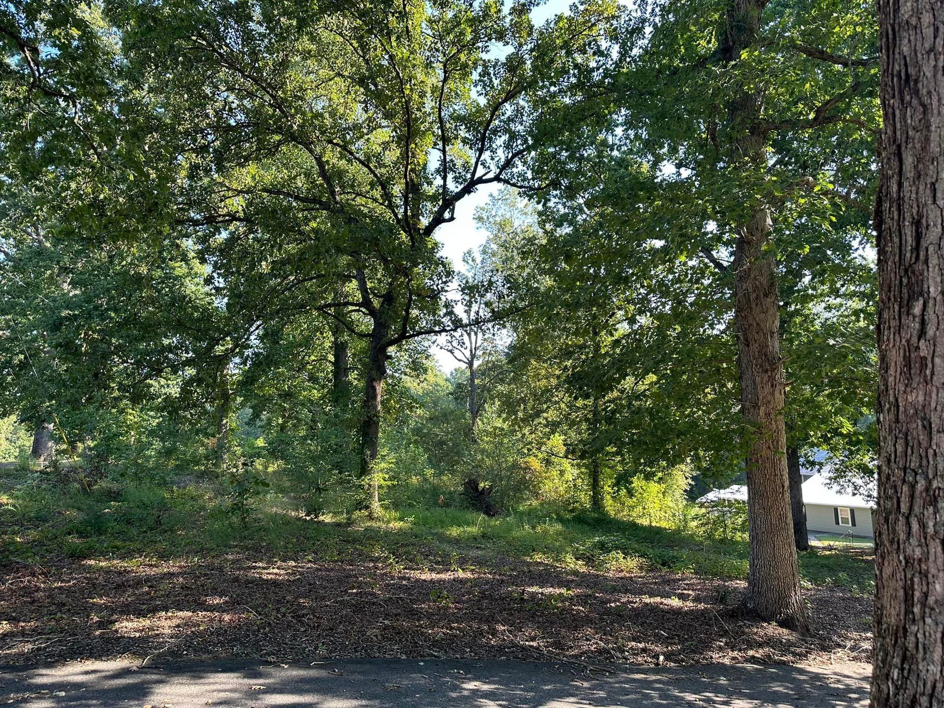 A lush green forest with lots of trees and leaves on the ground.