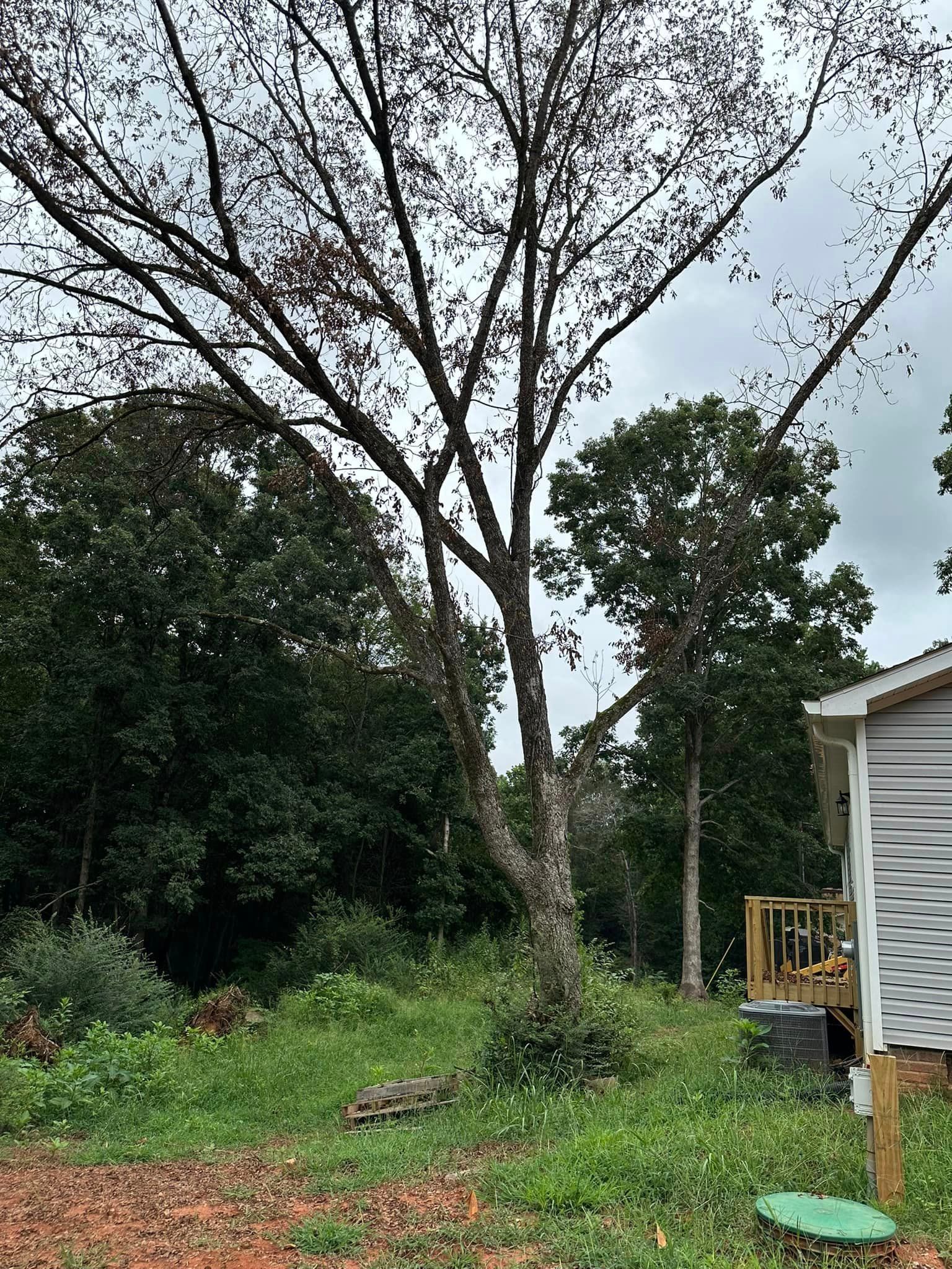 A large tree is sitting in the middle of a grassy field next to a house.