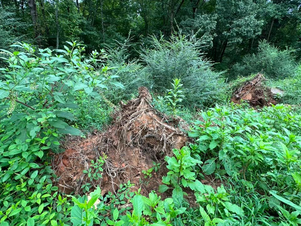 A pile of tree roots in the middle of a forest.
