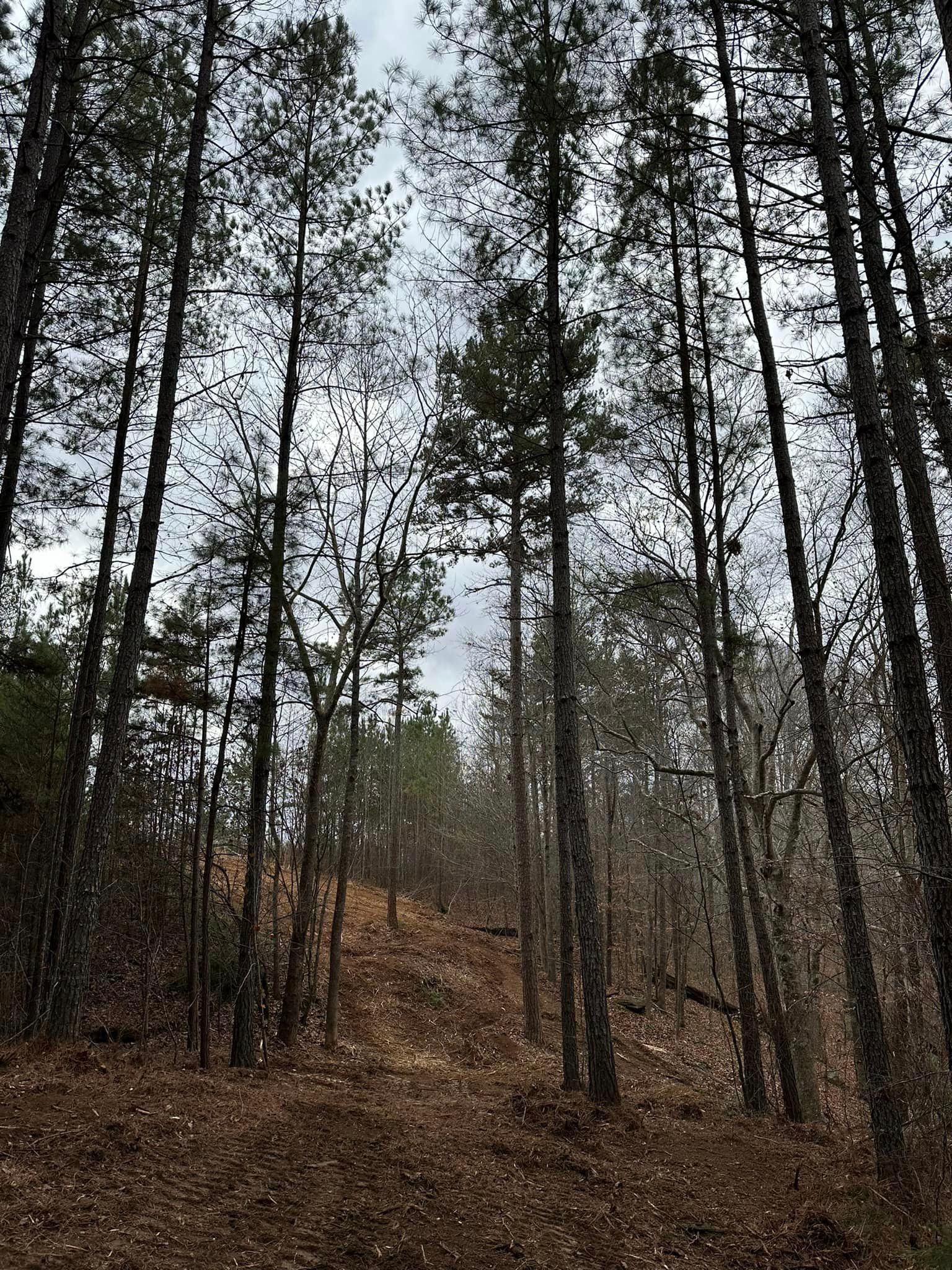 A forest filled with lots of trees and leaves on a cloudy day.