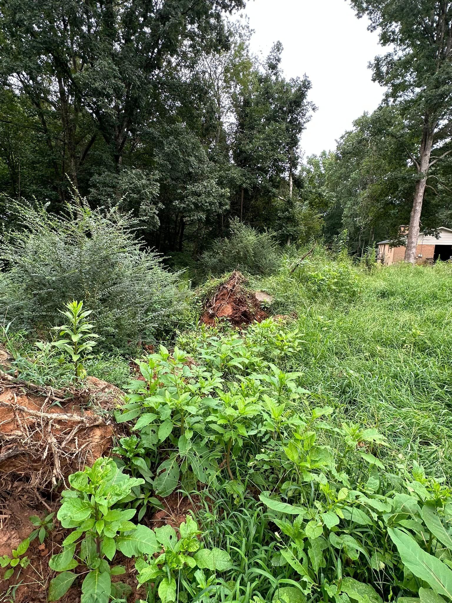 A field filled with lots of green plants and trees.