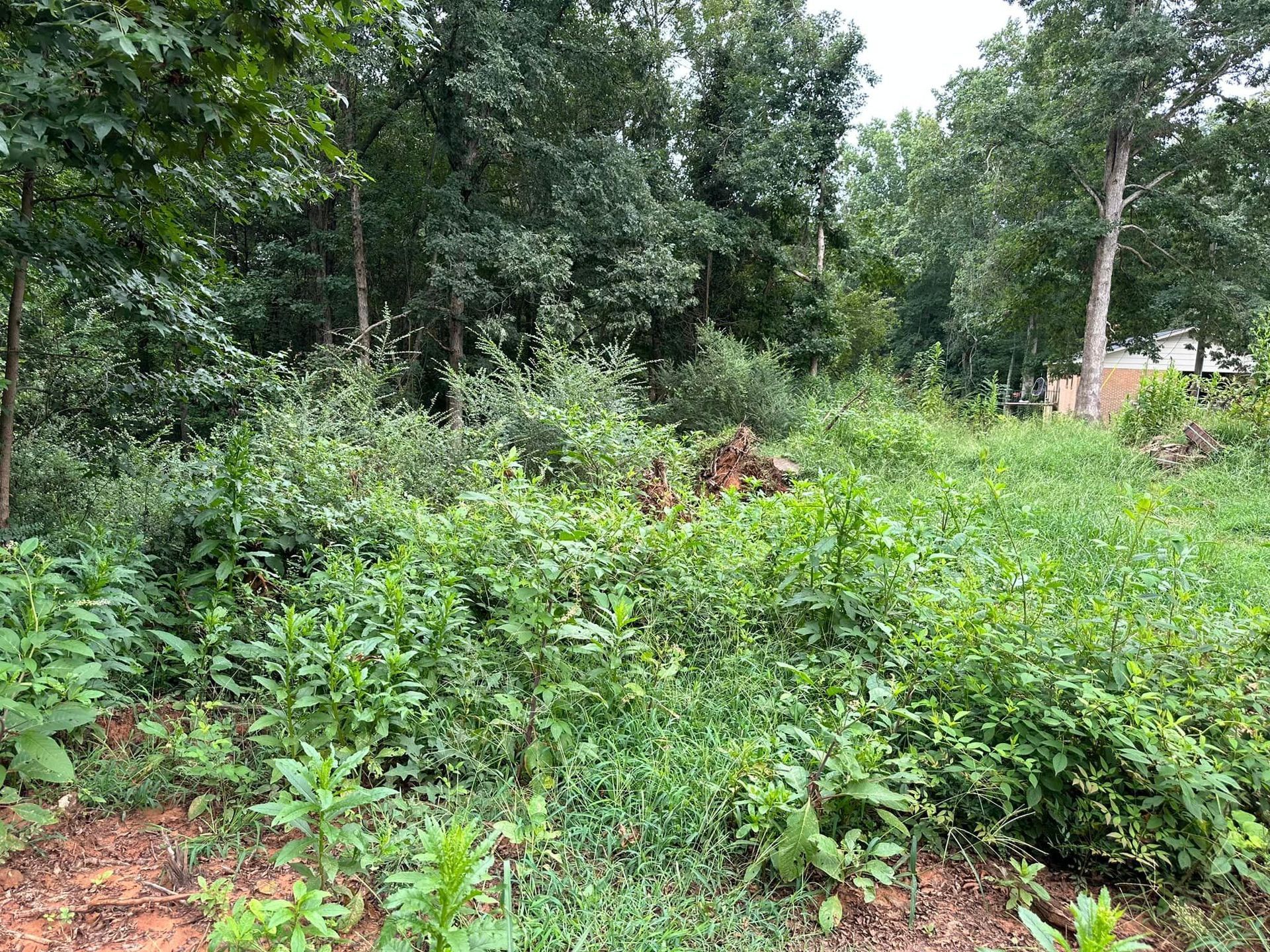 There is a lot of grass and trees in the background.