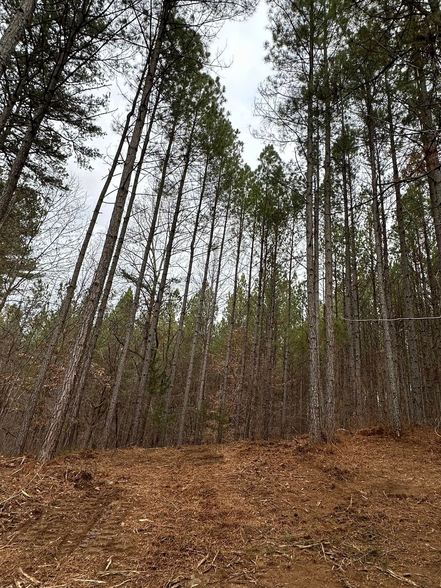 A row of pine trees in a forest with a lot of leaves on the ground.