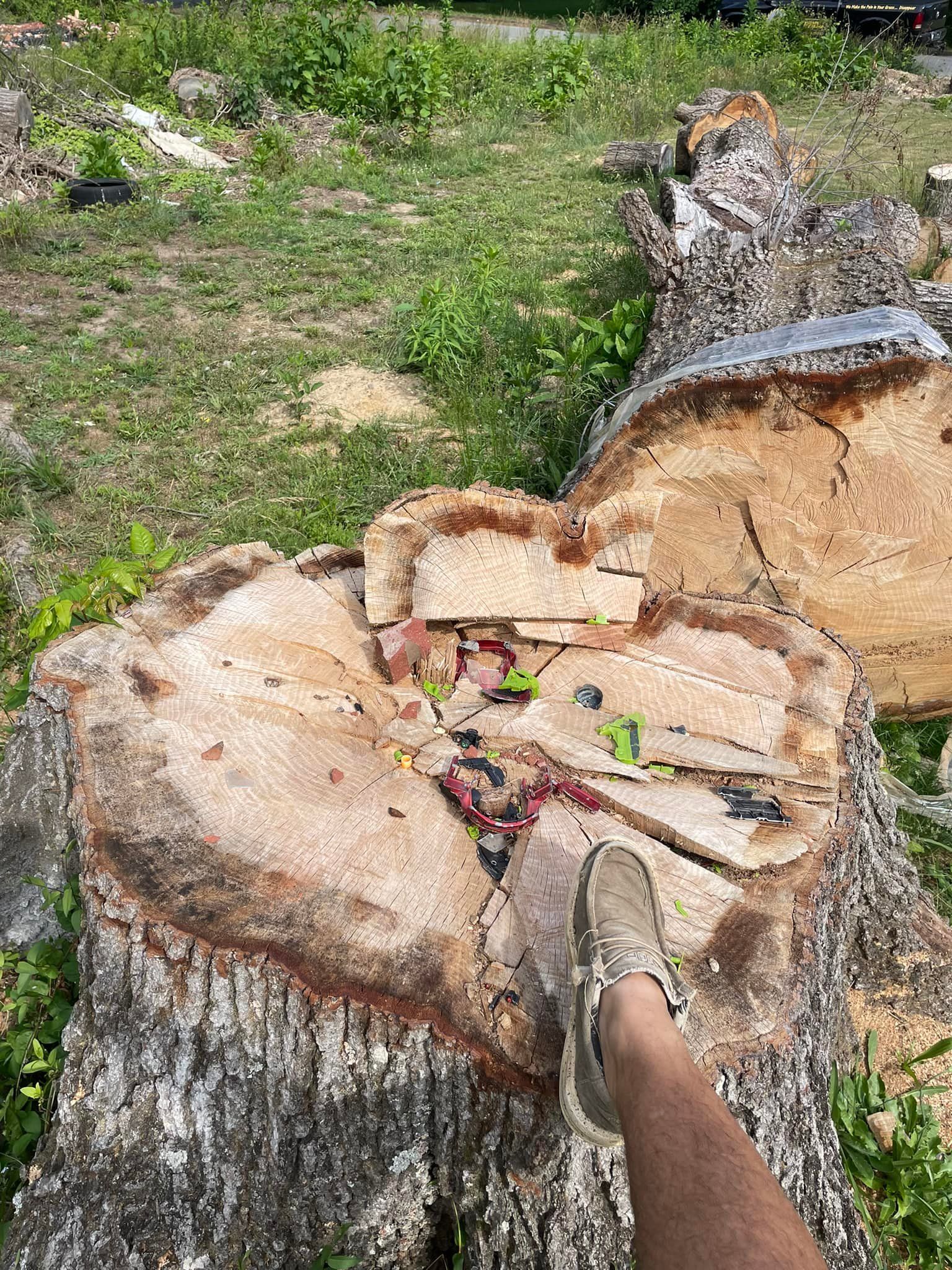 A person is standing next to a large tree stump.