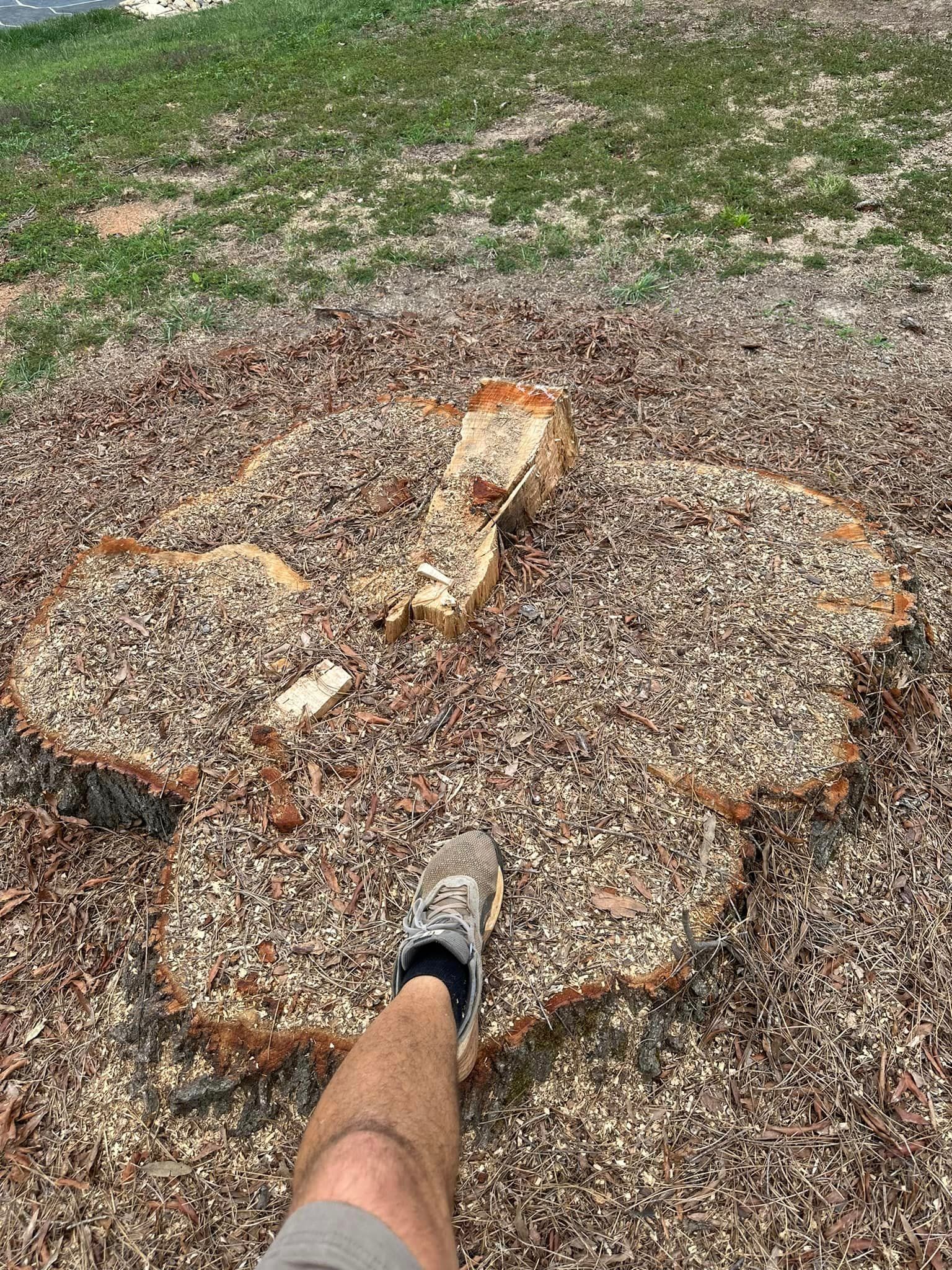 A person is standing next to a large tree stump.