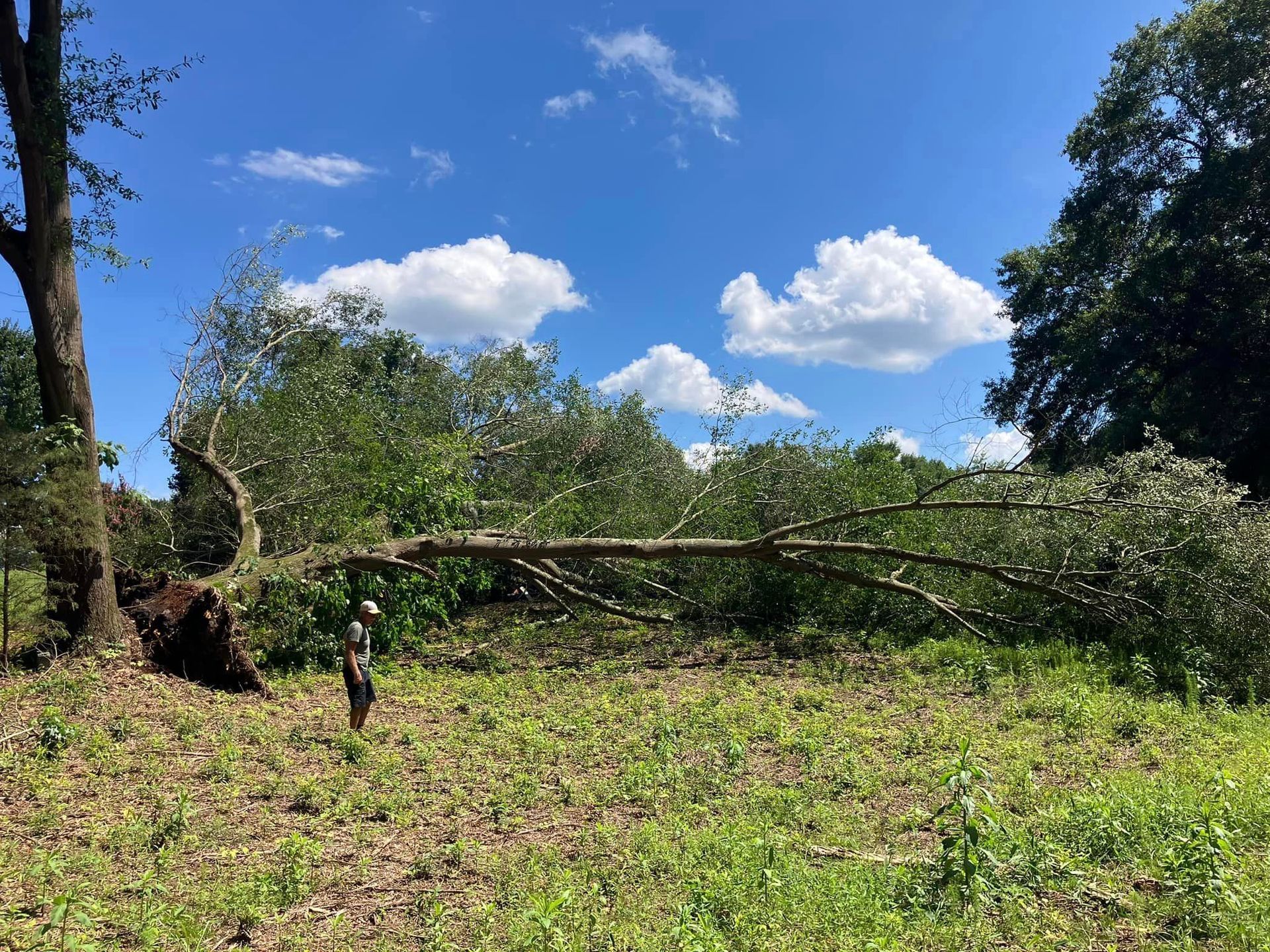 A person is standing in a field next to a fallen tree.