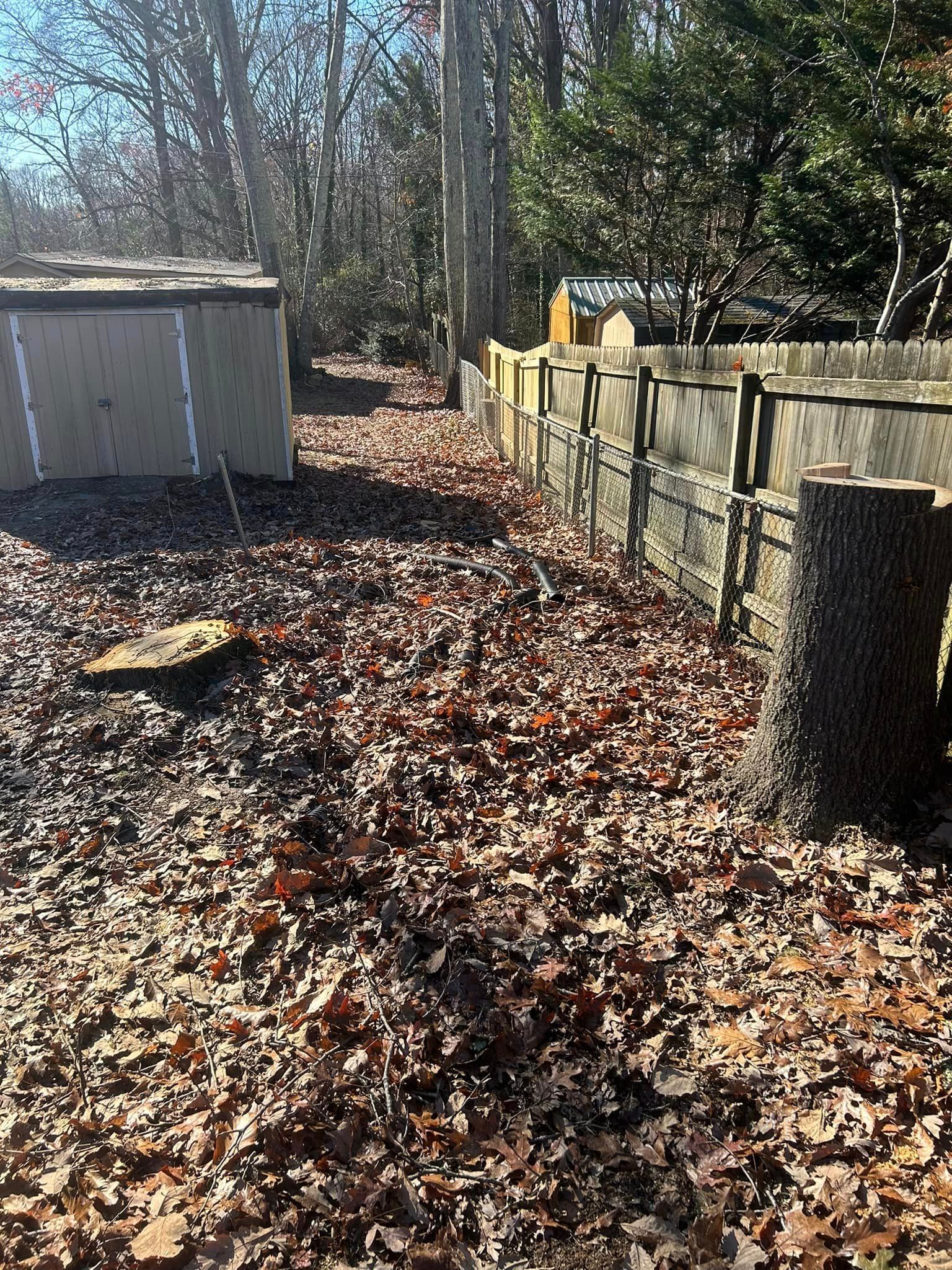 There are a lot of leaves on the ground in the backyard.