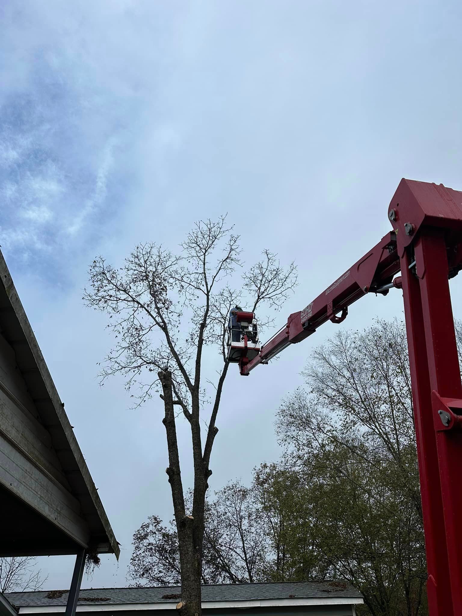 A man is cutting a tree with a crane.