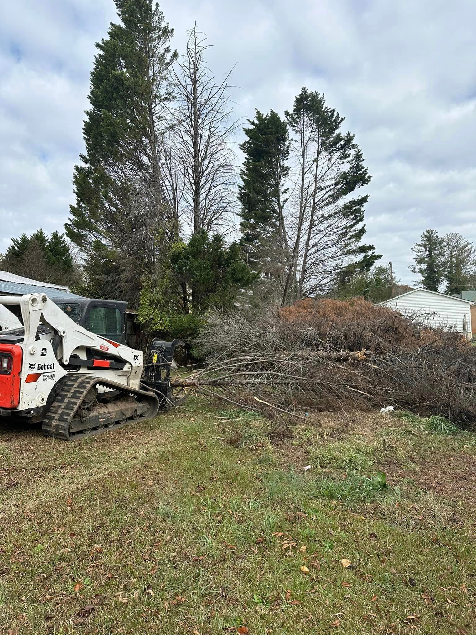 A bobcat is cutting down trees in a yard.
