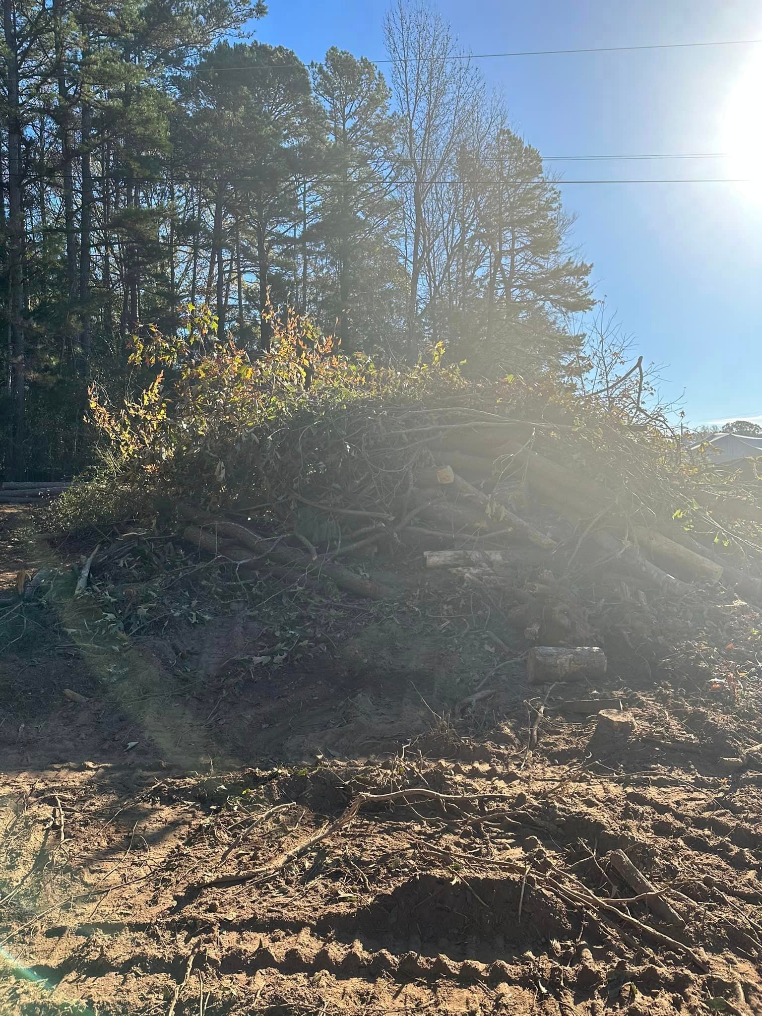 The sun is shining through the trees in the background.