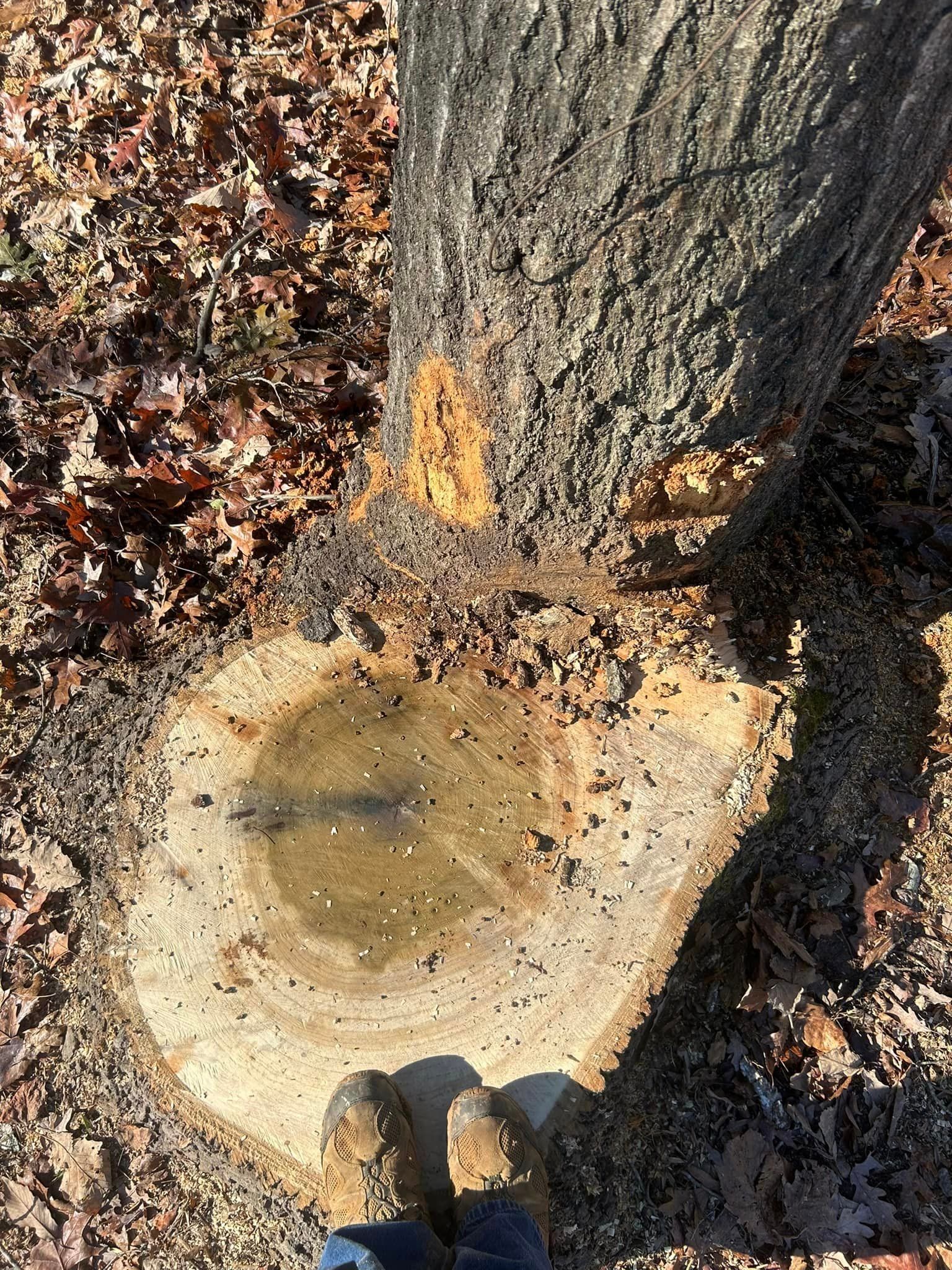 A person is standing next to a tree stump with a puddle of water in it.