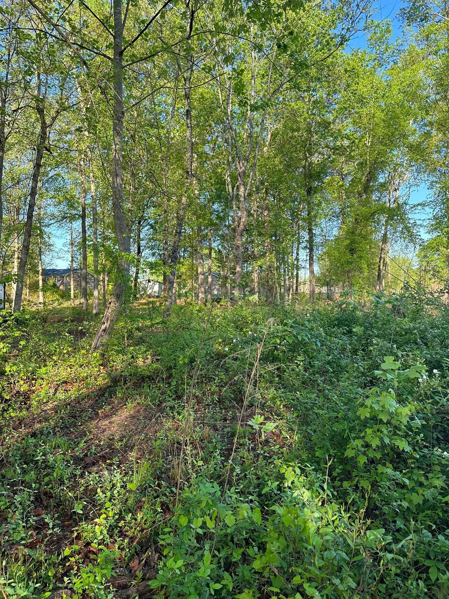 A lush green forest with lots of trees and shrubs