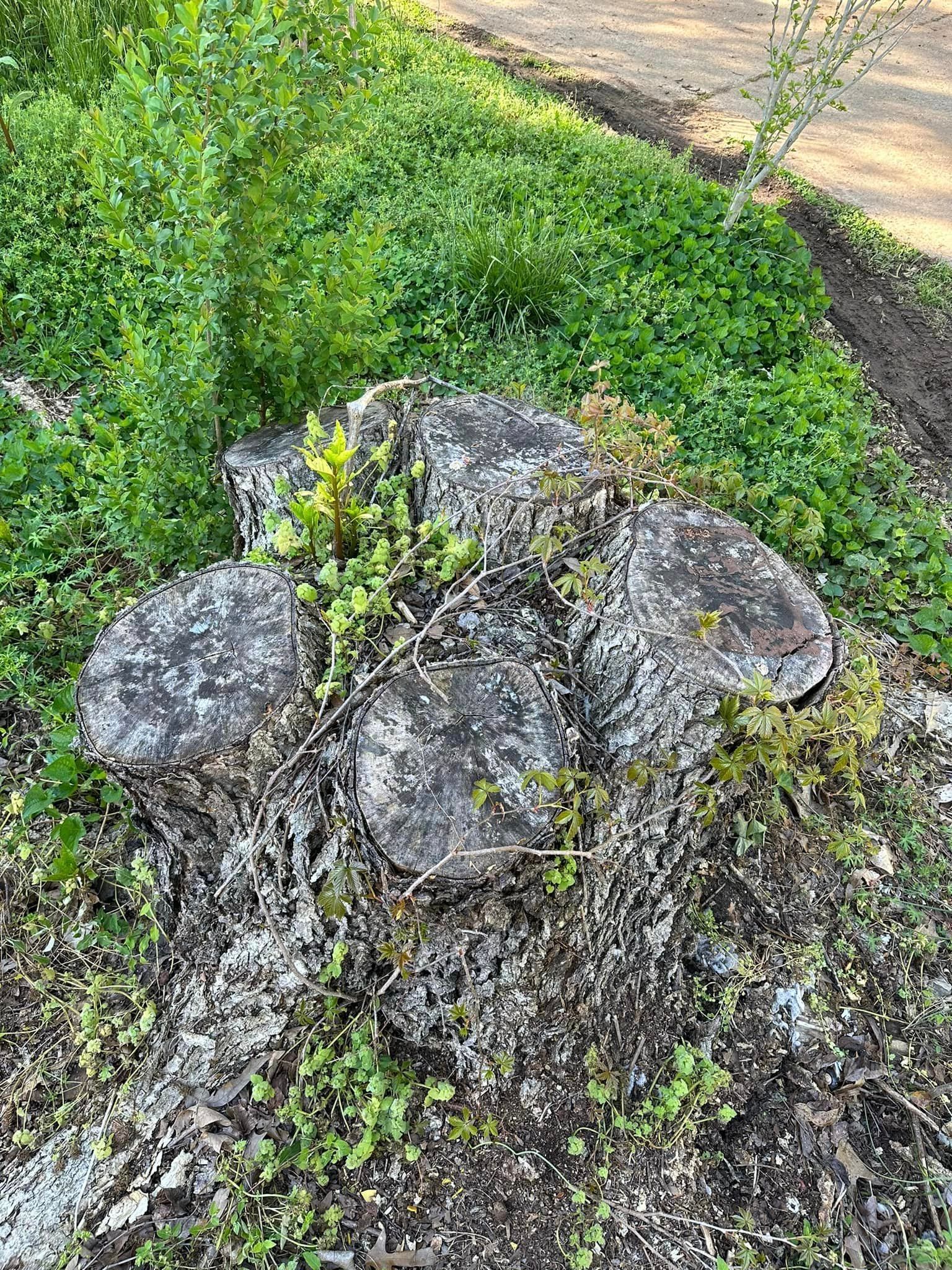 A tree stump is sitting on top of a pile of rocks surrounded by plants.