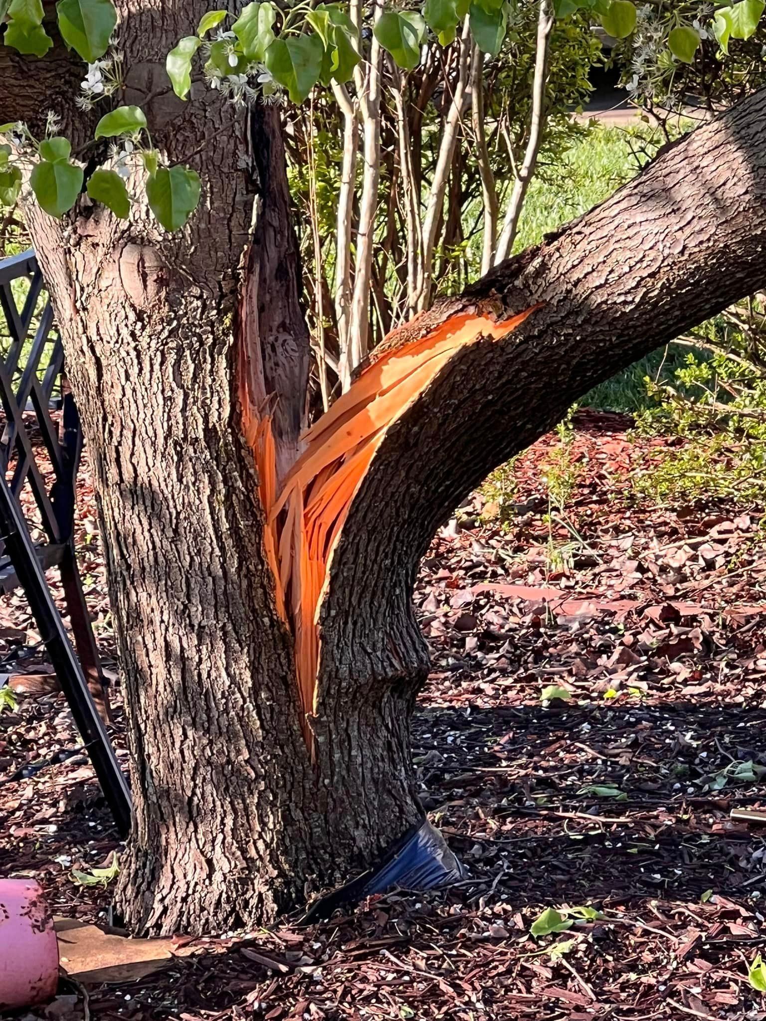 A tree with a broken branch in the middle of it.
