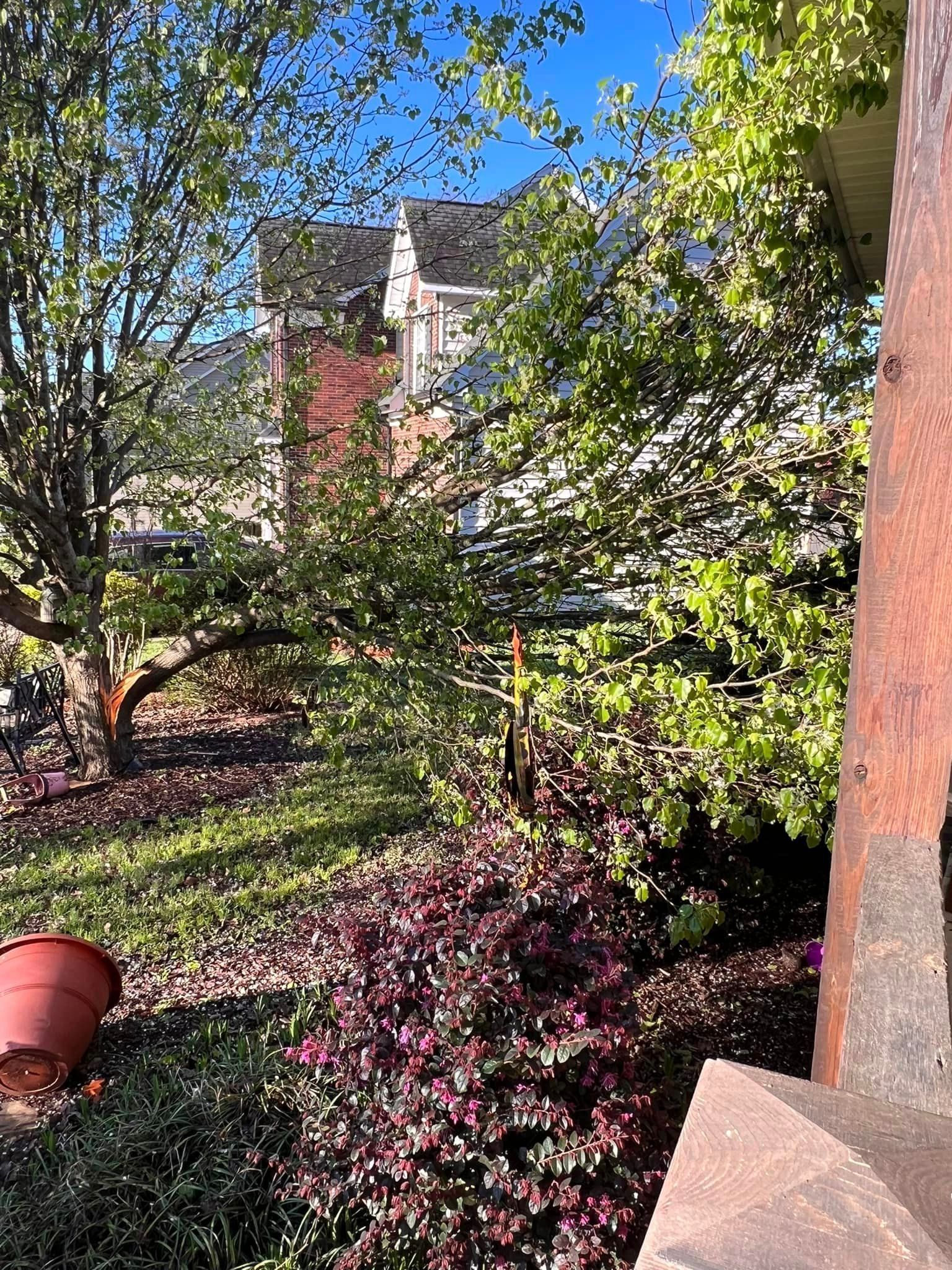 A garden with trees and flowers and a house in the background.