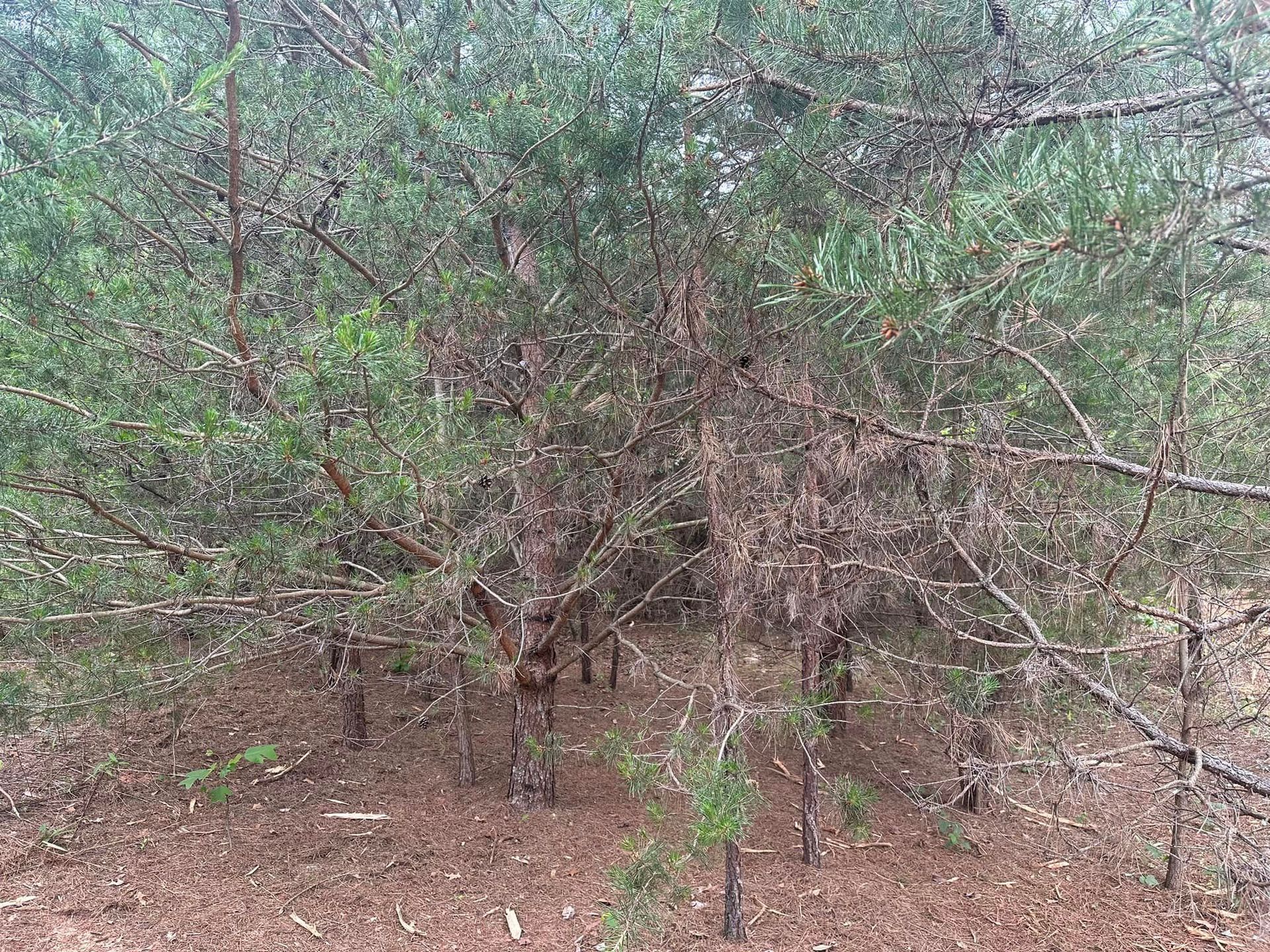 A tree with a lot of branches and leaves is in the middle of a forest.