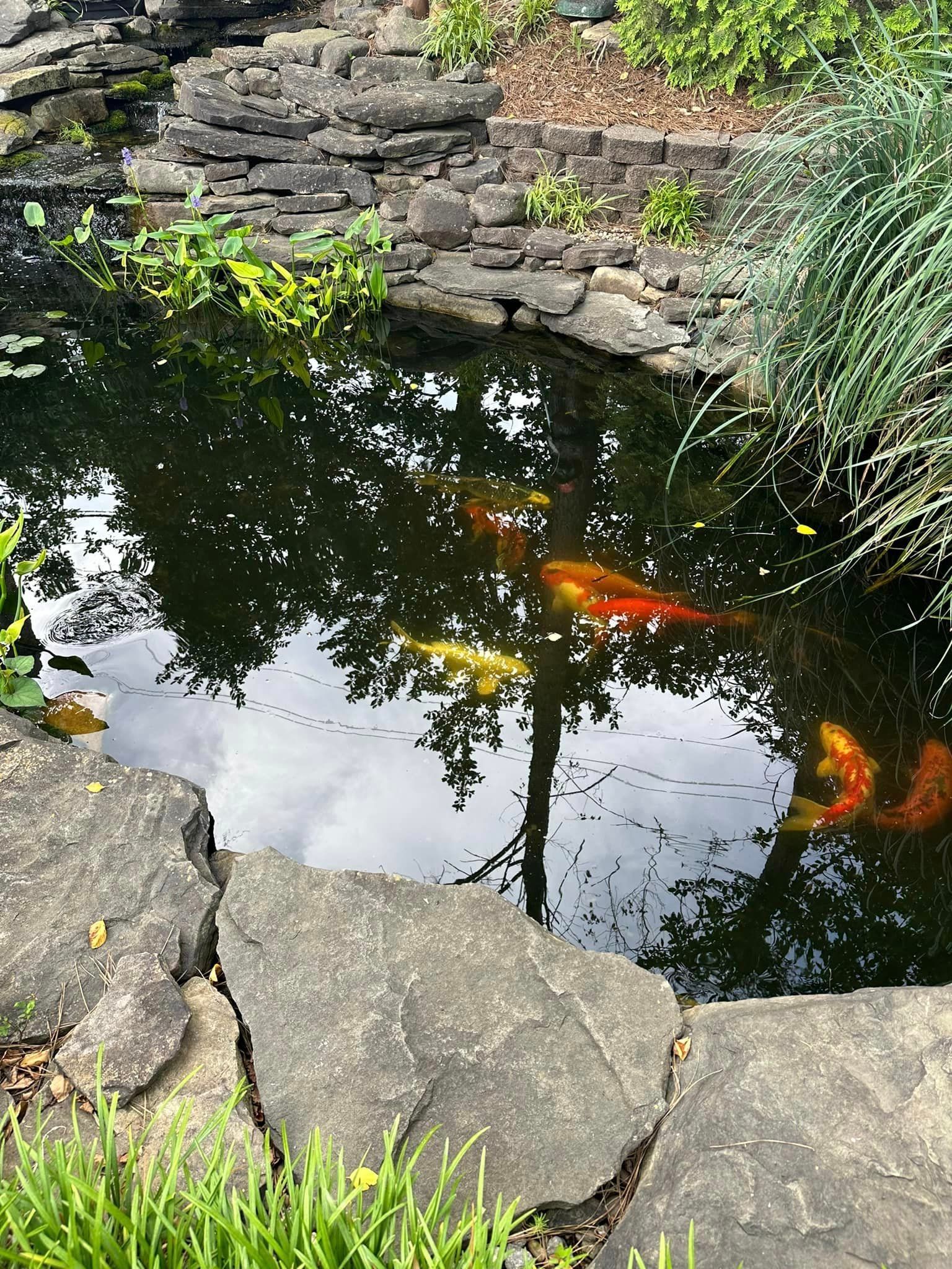 A pond filled with fish and trees reflected in the water.