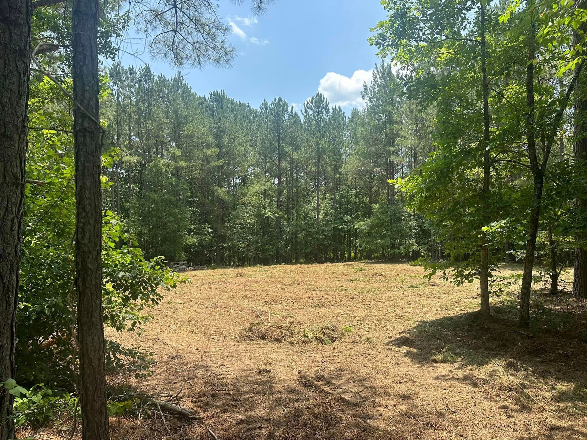 A field surrounded by trees on a sunny day with a blue sky in the background.