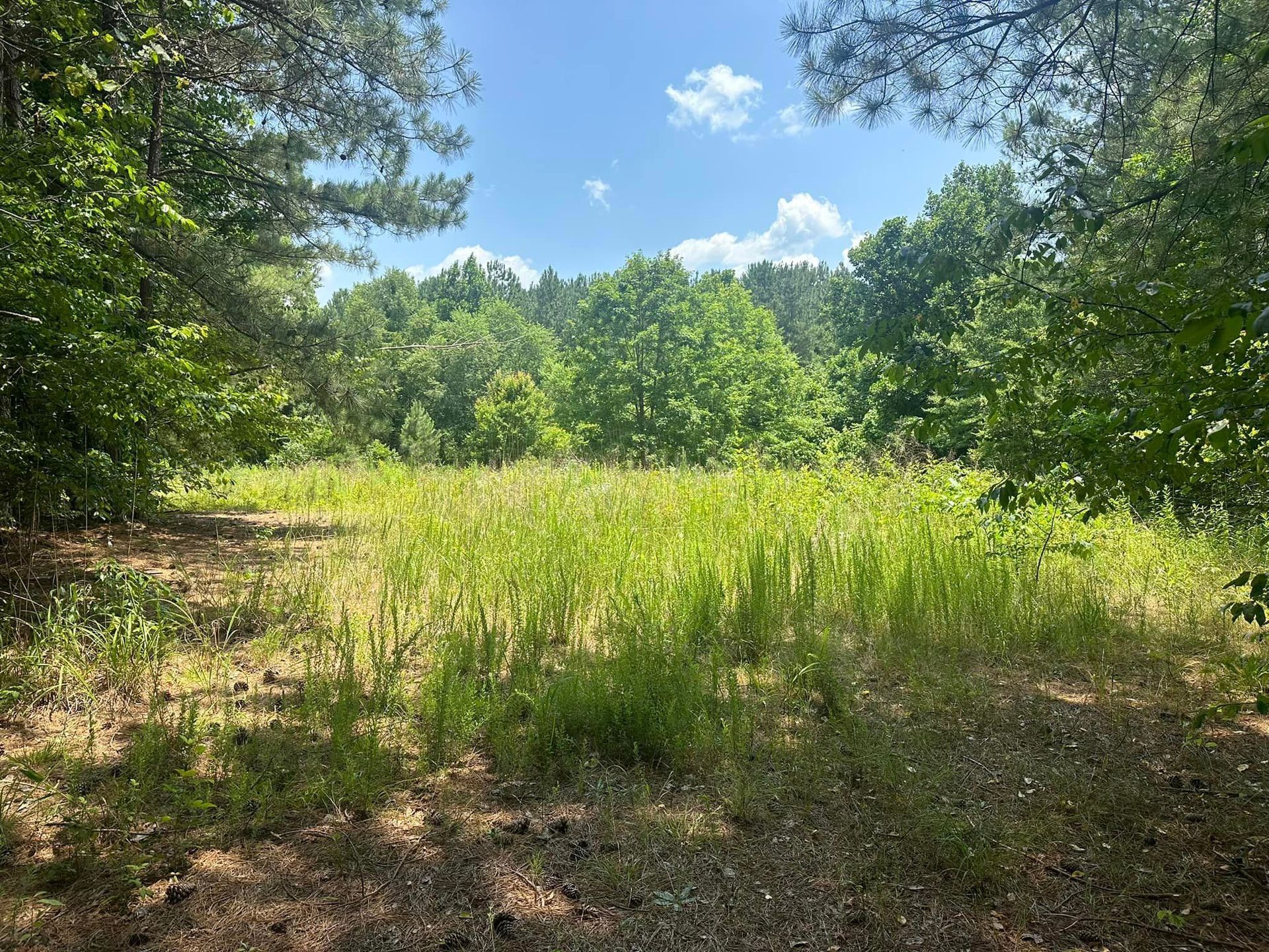A large grassy field surrounded by trees on a sunny day.