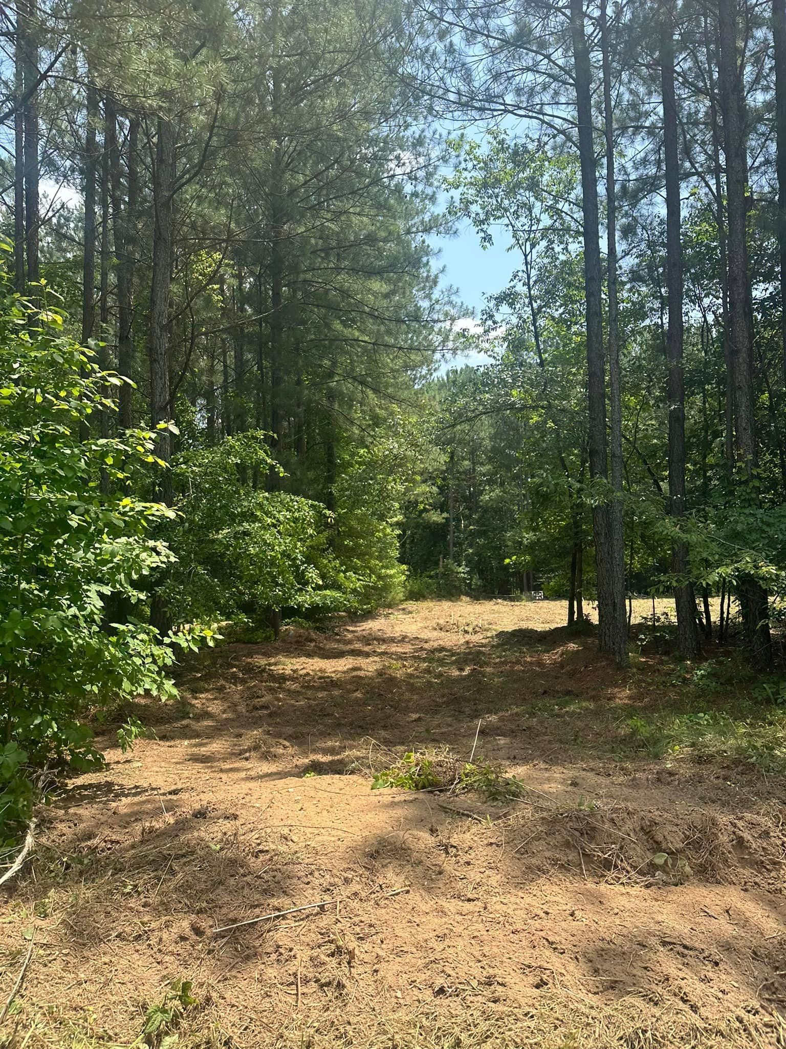 A dirt road in the middle of a forest surrounded by trees.