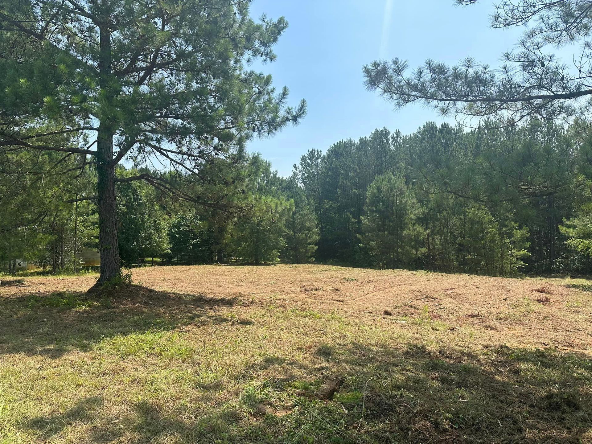 A field filled with grass and trees on a sunny day.