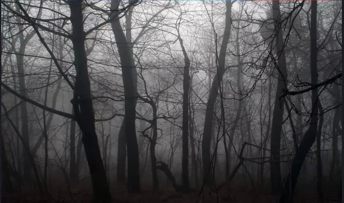 A foggy forest with trees without leaves on a cloudy day
