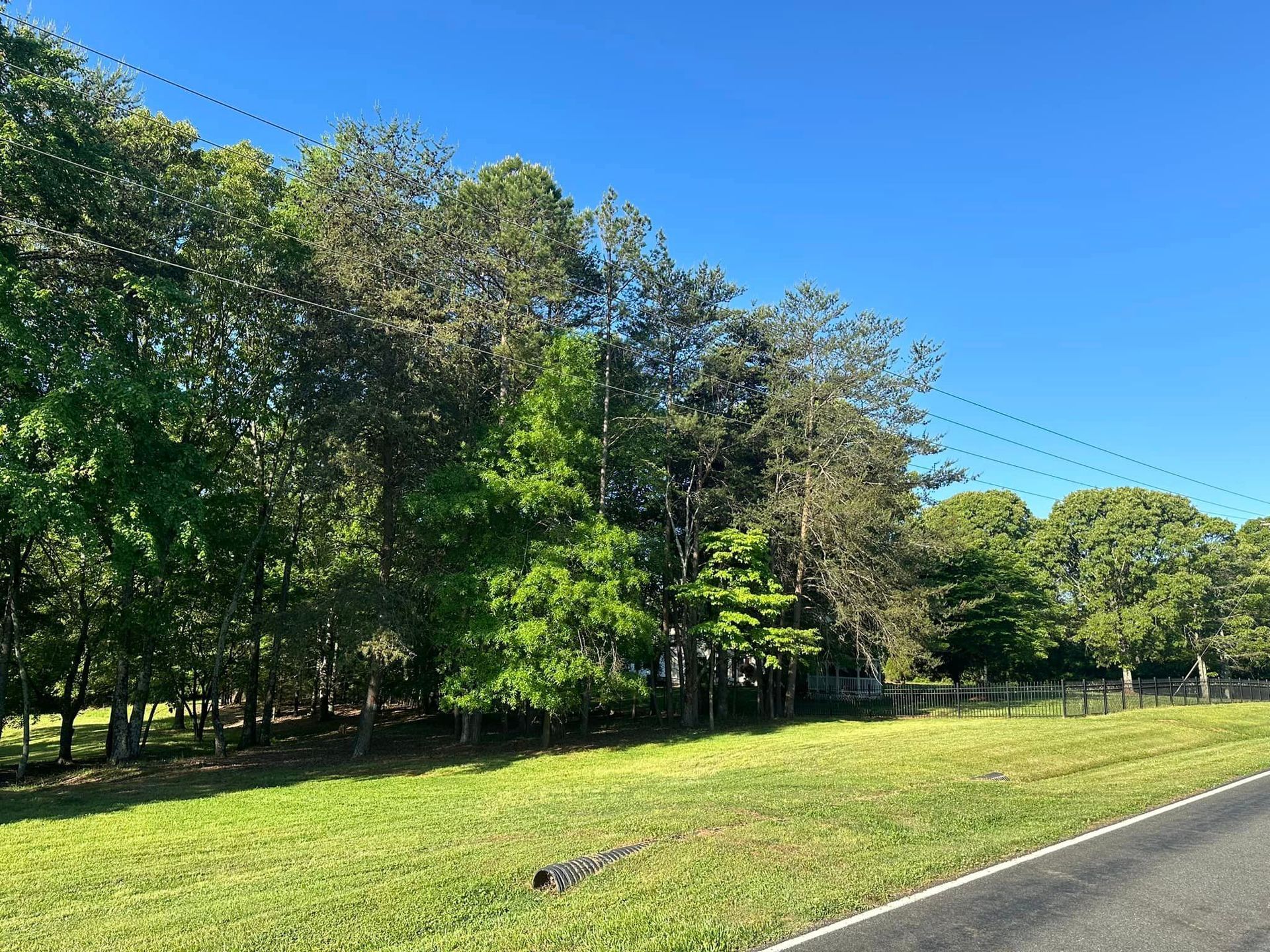 A road going through a grassy field with trees on the side of it.