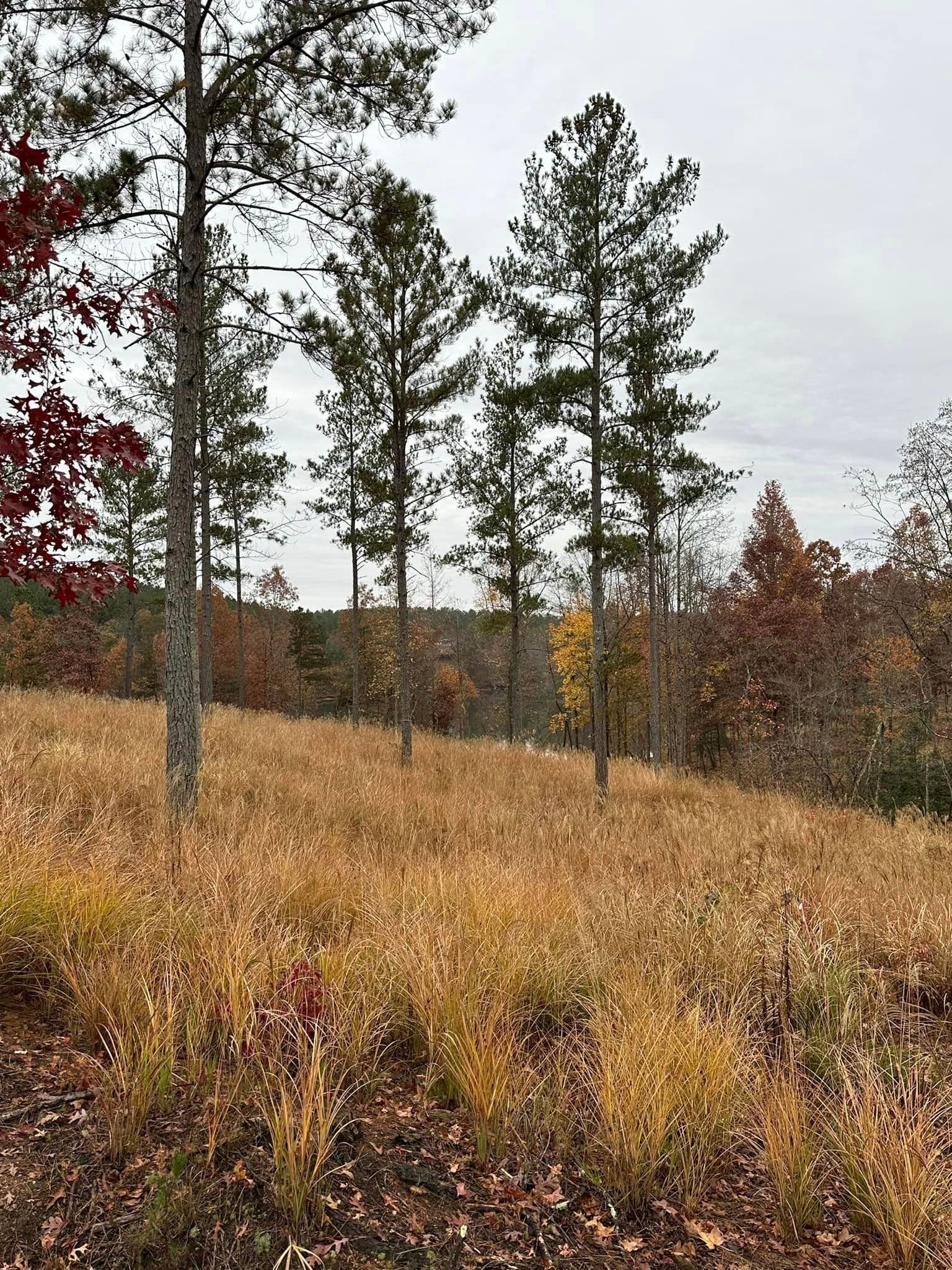 A field of tall grass with trees in the background on a cloudy day.